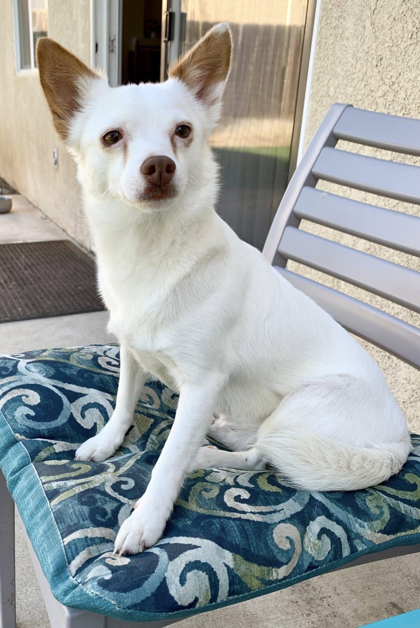 Enlarge Mamma Mia, a Adoptable mixed breed in Bakersfield, CA image 3/6