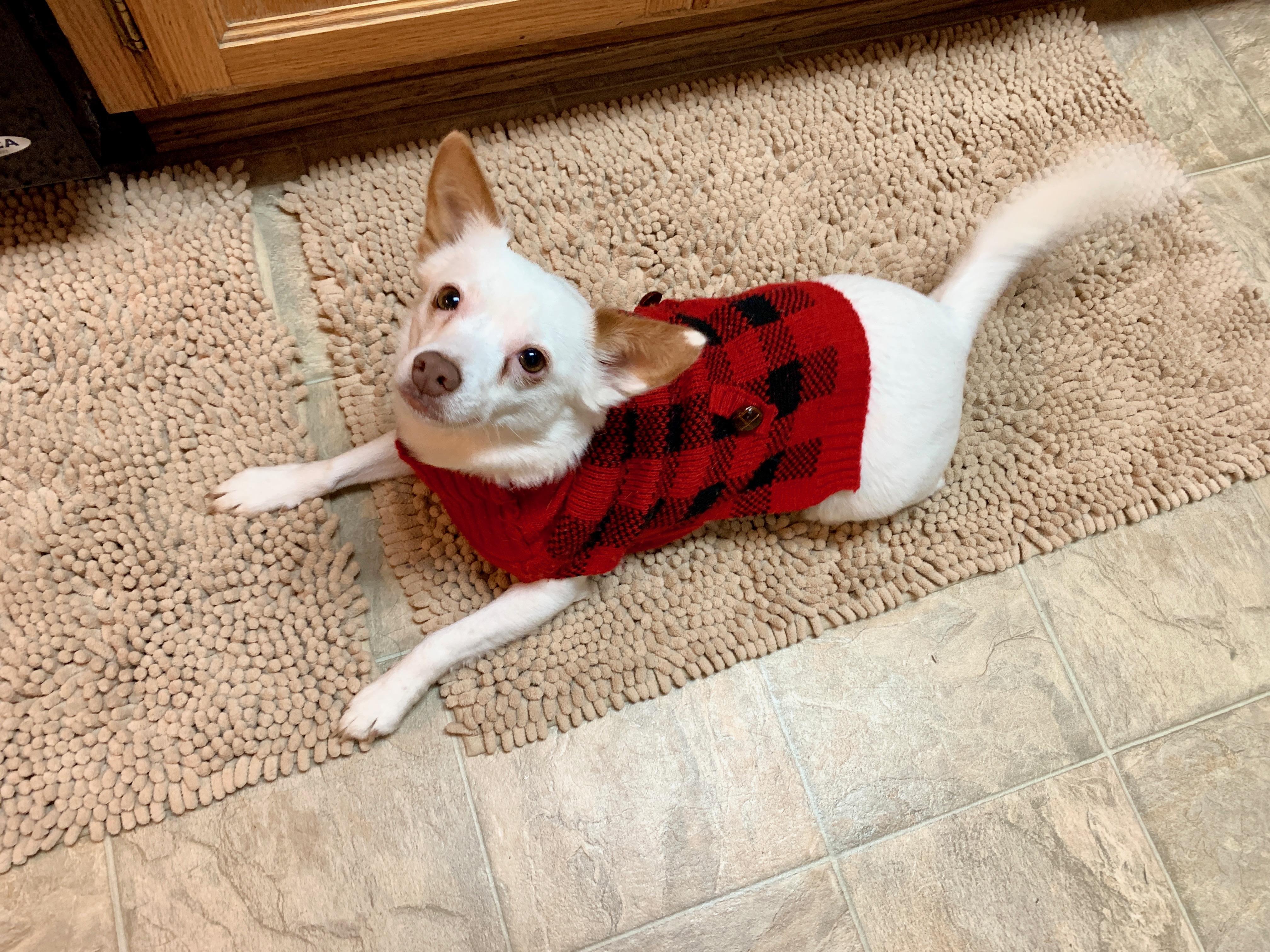 Enlarge Mamma Mia, a Adoptable mixed breed in Bakersfield, CA image 5/6