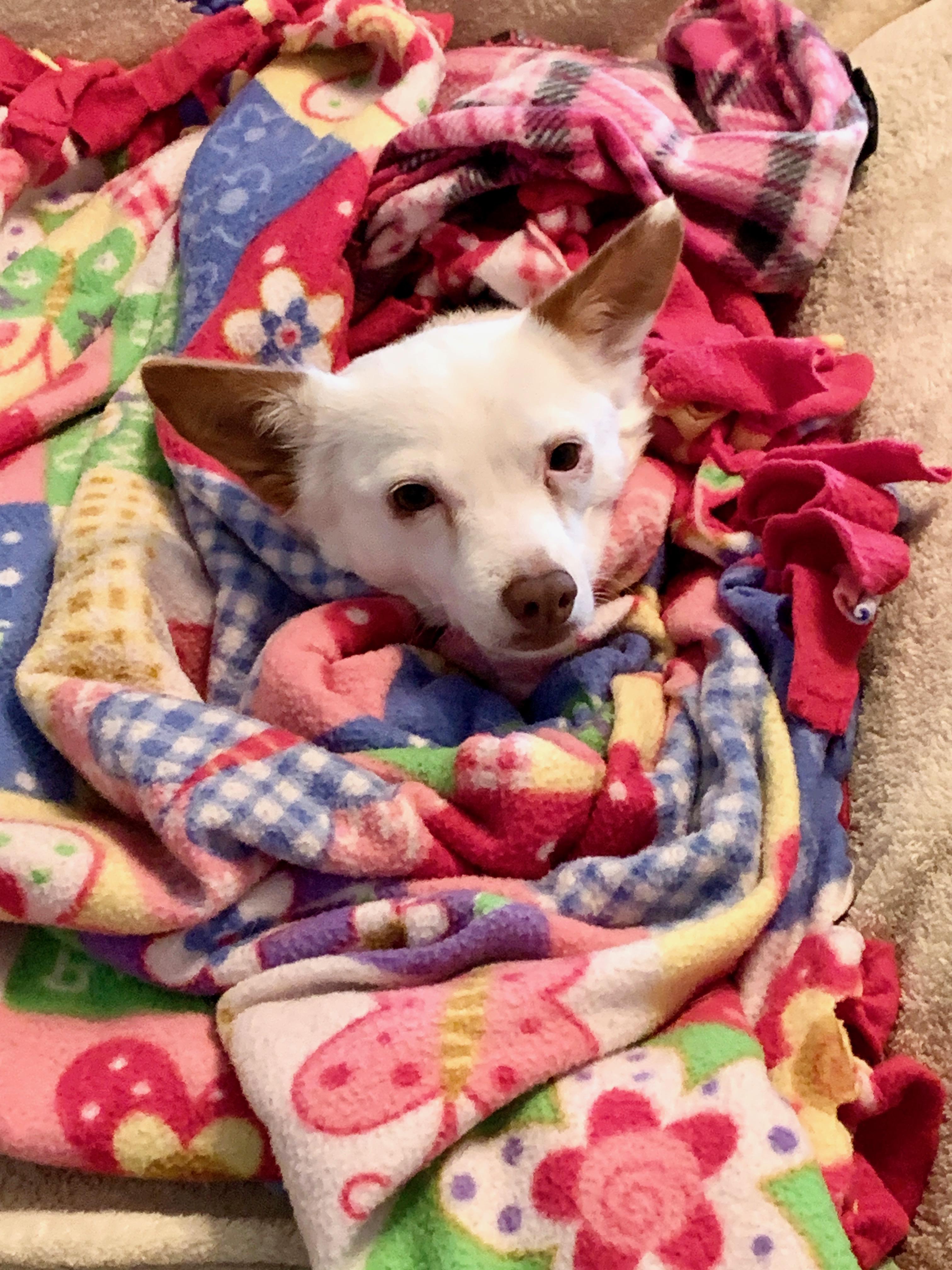 Enlarge Mamma Mia, a Adoptable mixed breed in Bakersfield, CA image 2/6