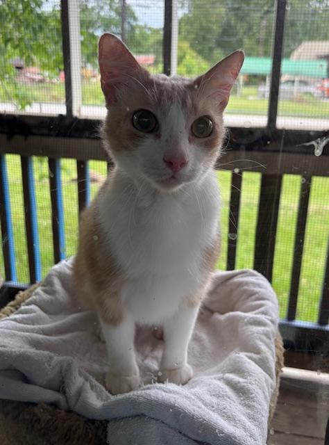 Hermes, Adult Male Tabby