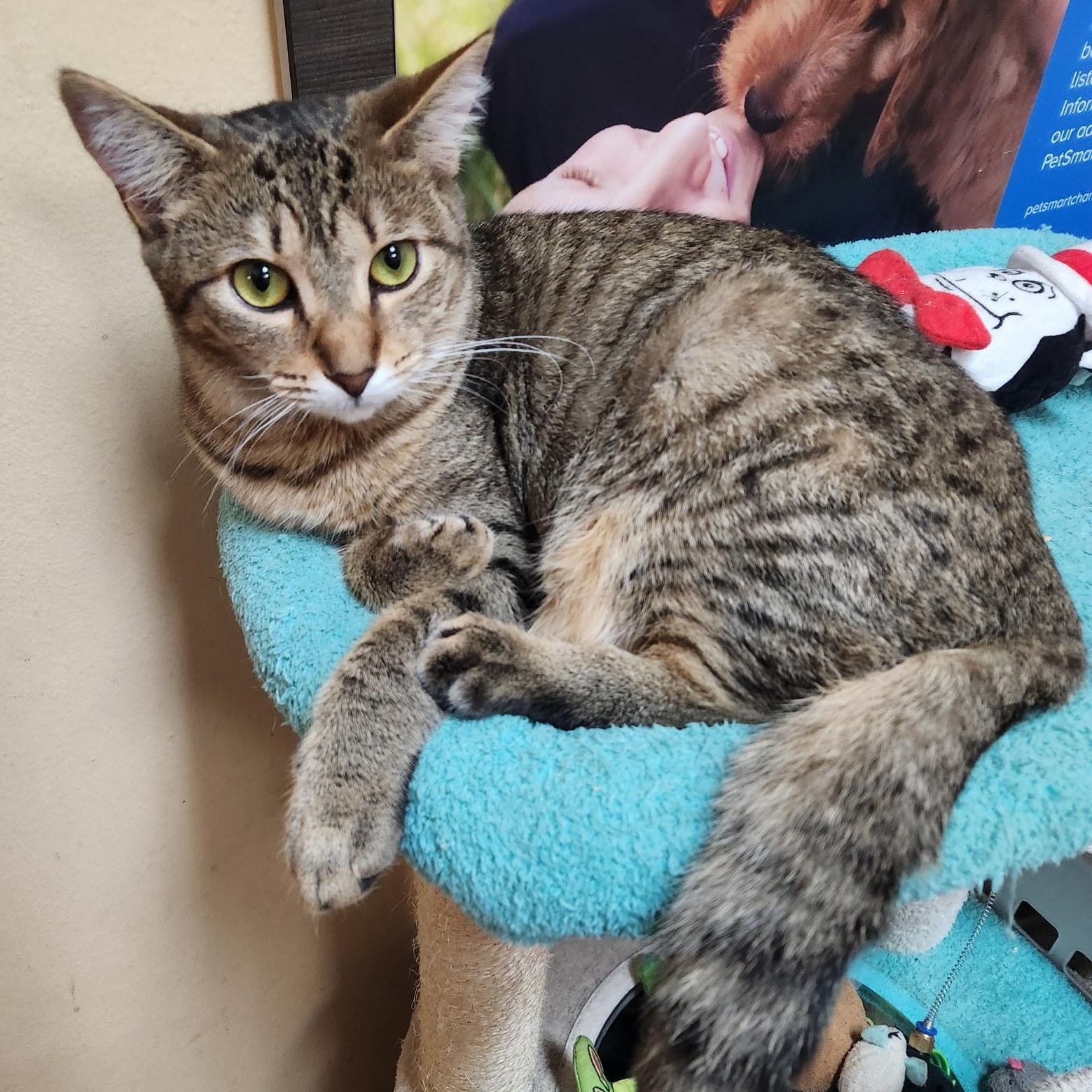 Bella, ADOPTABLE, Kitten Female Domestic Short Hair.