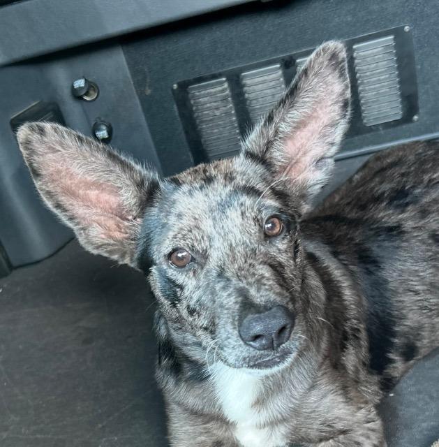 Max-Puppy, Adoptable, Puppy Male Australian Cattle Dog / Blue Heeler & Cattle Dog.