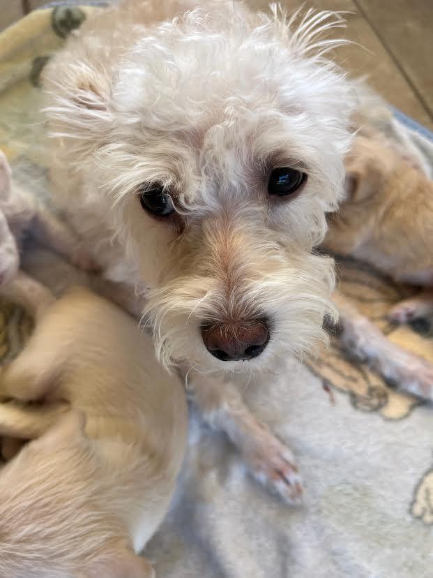 Rosey, ADOPTABLE, Adult Female Maltese & Chihuahua.