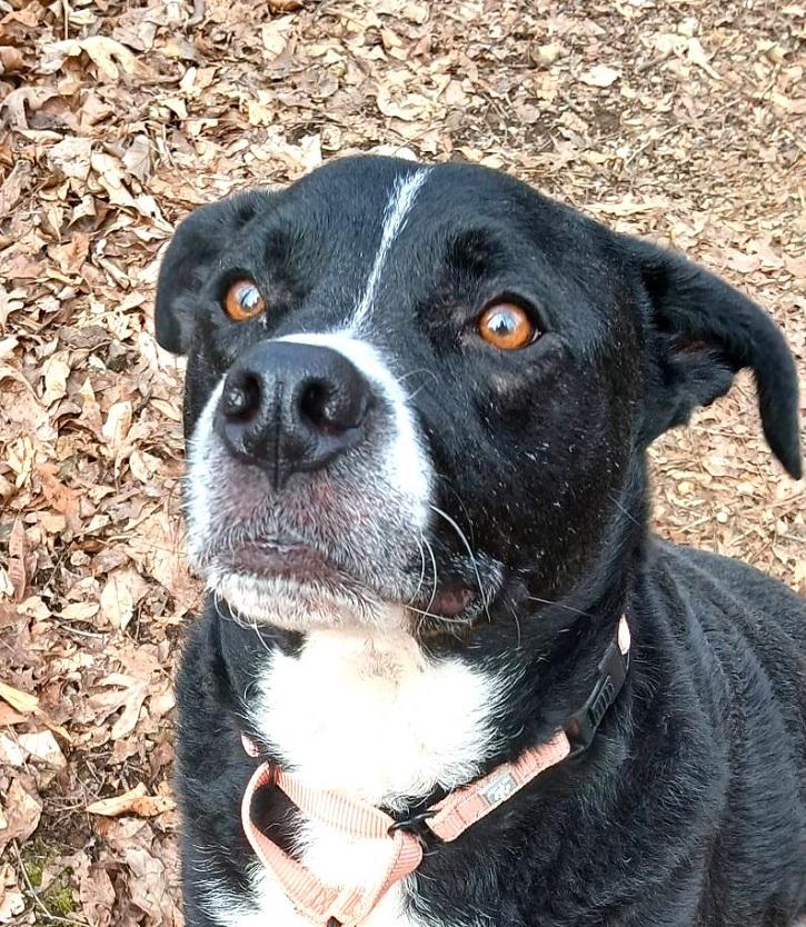 Enlarge CHARLIE, a ADOPTABLE mixed breed in Pegram, TN image 1/2