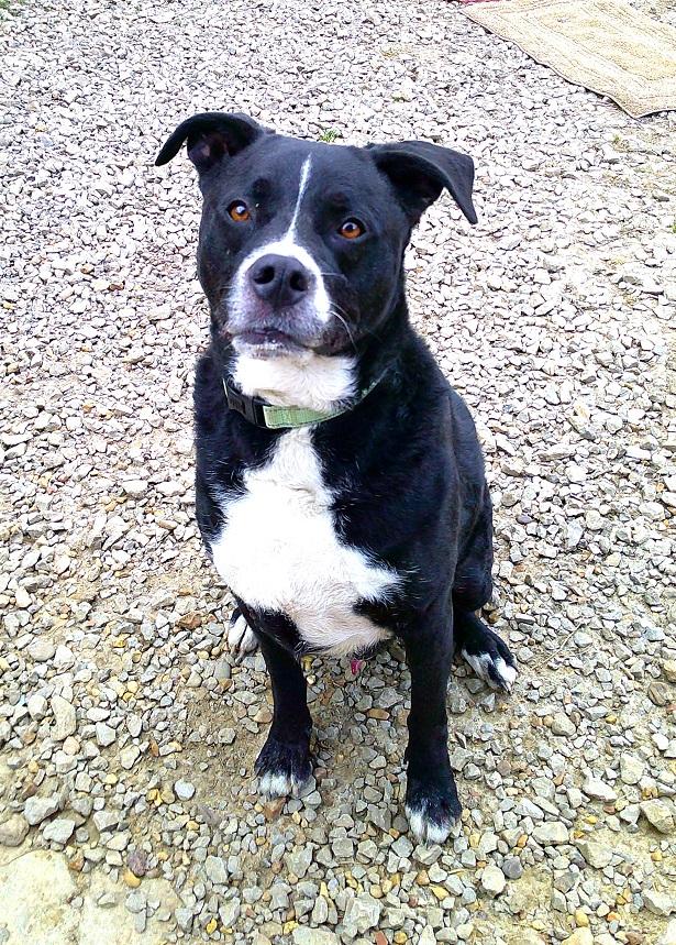 CHARLIE, ADOPTABLE, Adult Male Labrador Retriever.