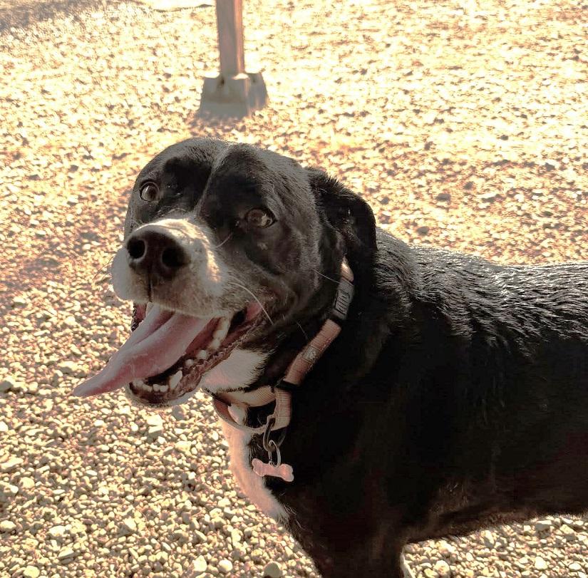 Enlarge CHARLIE, a ADOPTABLE mixed breed in Pegram, TN image 2/2