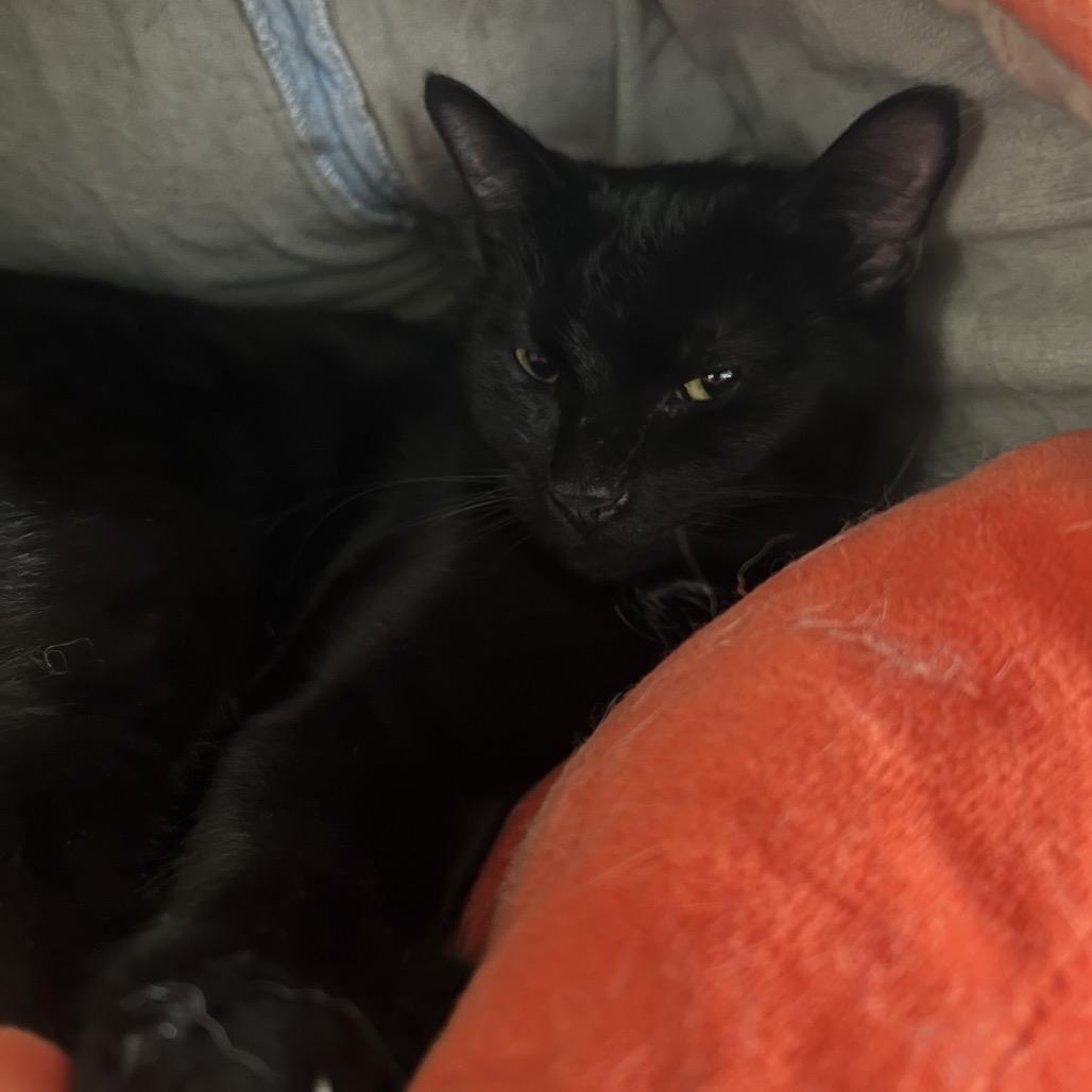 Enlarge Pepsi, a Adoptable Domestic Short Hair in Rock Falls, IL image 2/2