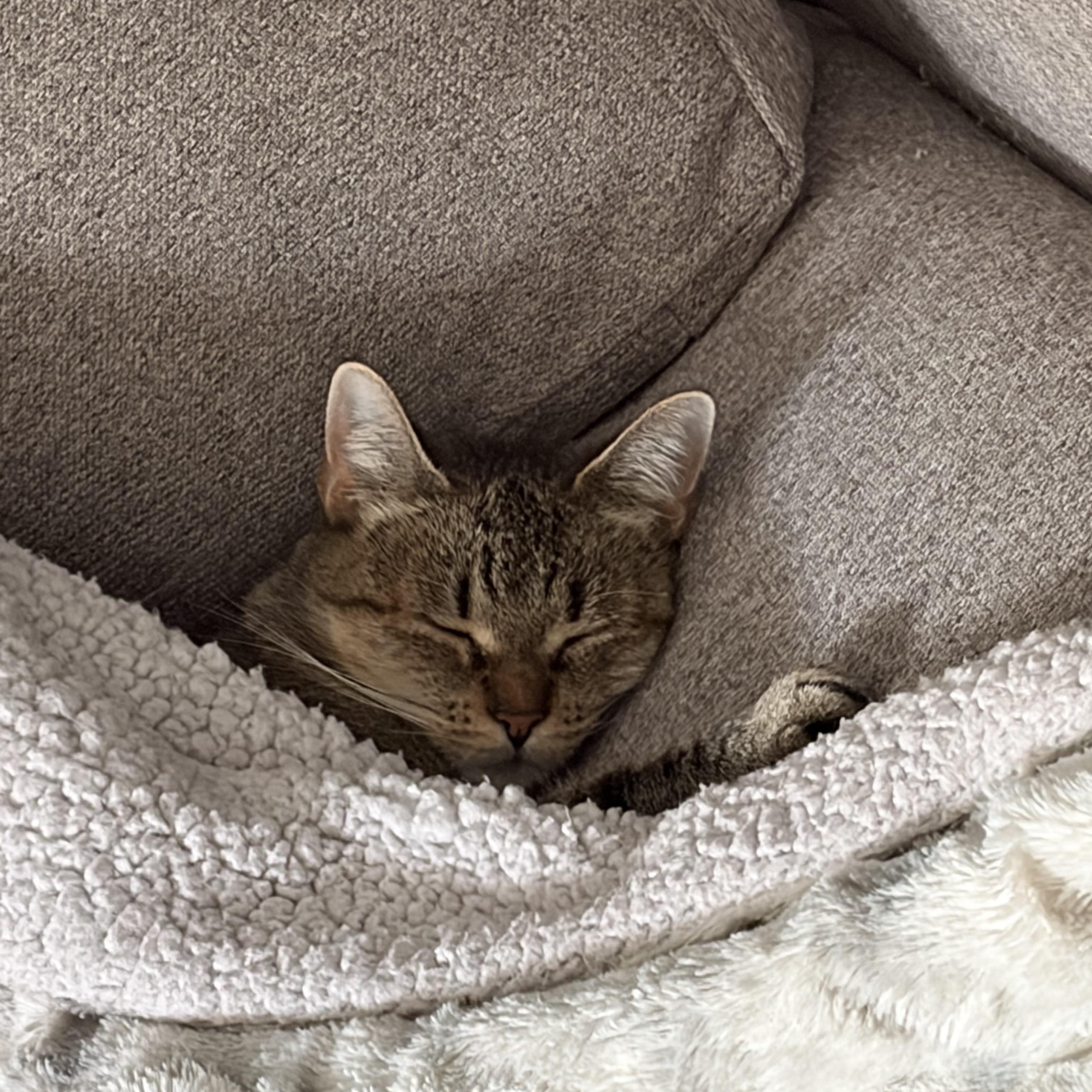 Enlarge Wonderful Winnie, a Adoptable American Shorthair in Woodstock, CT image 3/4
