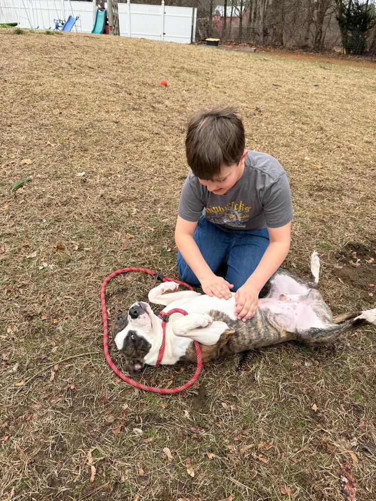 Enlarge Pooh (FOSTERED LOCALLY), a Adoptable mixed breed in Leverett, MA image 1/6