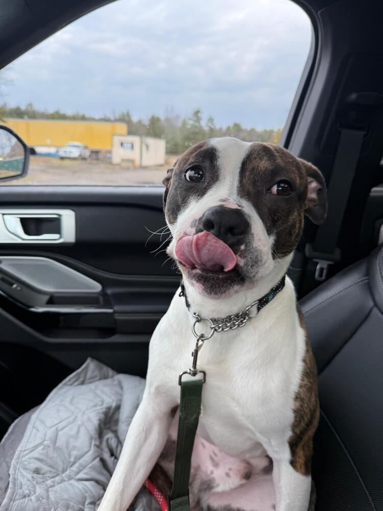 Enlarge Pooh (FOSTERED LOCALLY), a Adoptable mixed breed in Leverett, MA image 3/6