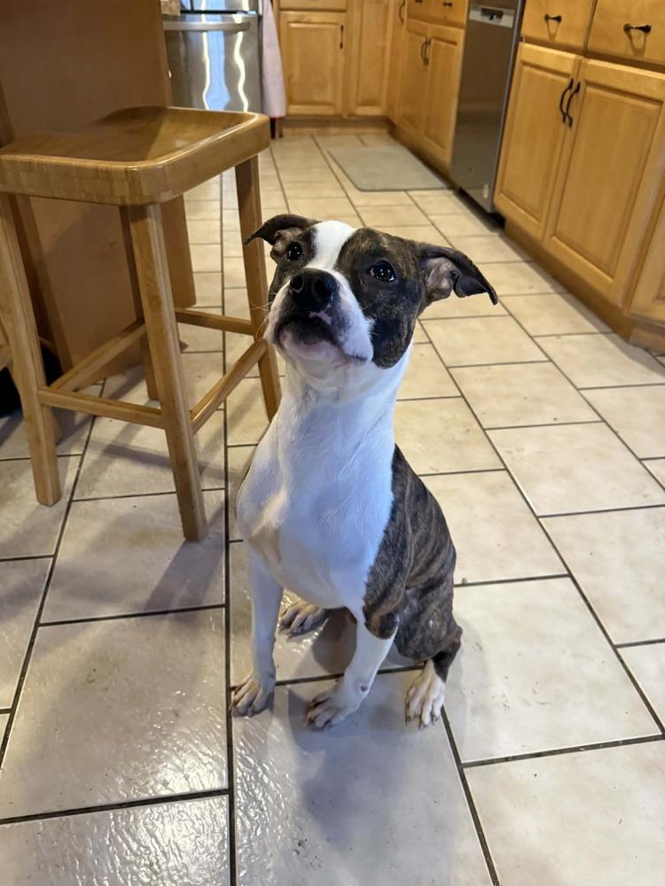 Enlarge Pooh (FOSTERED LOCALLY), a Adoptable mixed breed in Leverett, MA image 4/6