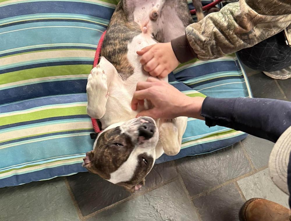 Enlarge Pooh (FOSTERED LOCALLY), a Adoptable mixed breed in Leverett, MA image 5/6