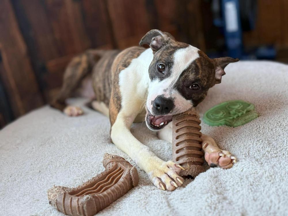 Enlarge Pooh (FOSTERED LOCALLY), a Adoptable mixed breed in Leverett, MA image 6/6