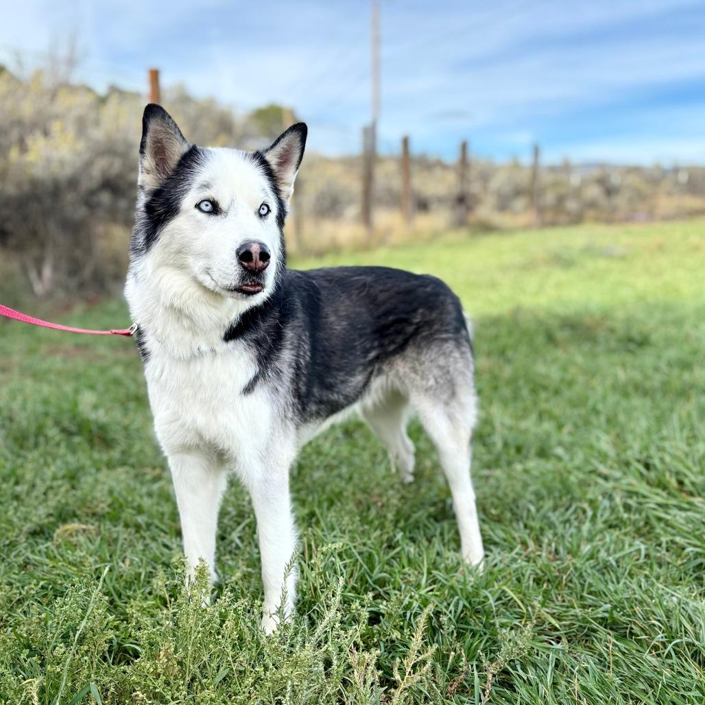 Enlarge Titan, a Adoptable Husky in Glenwood Springs, CO image 1/3