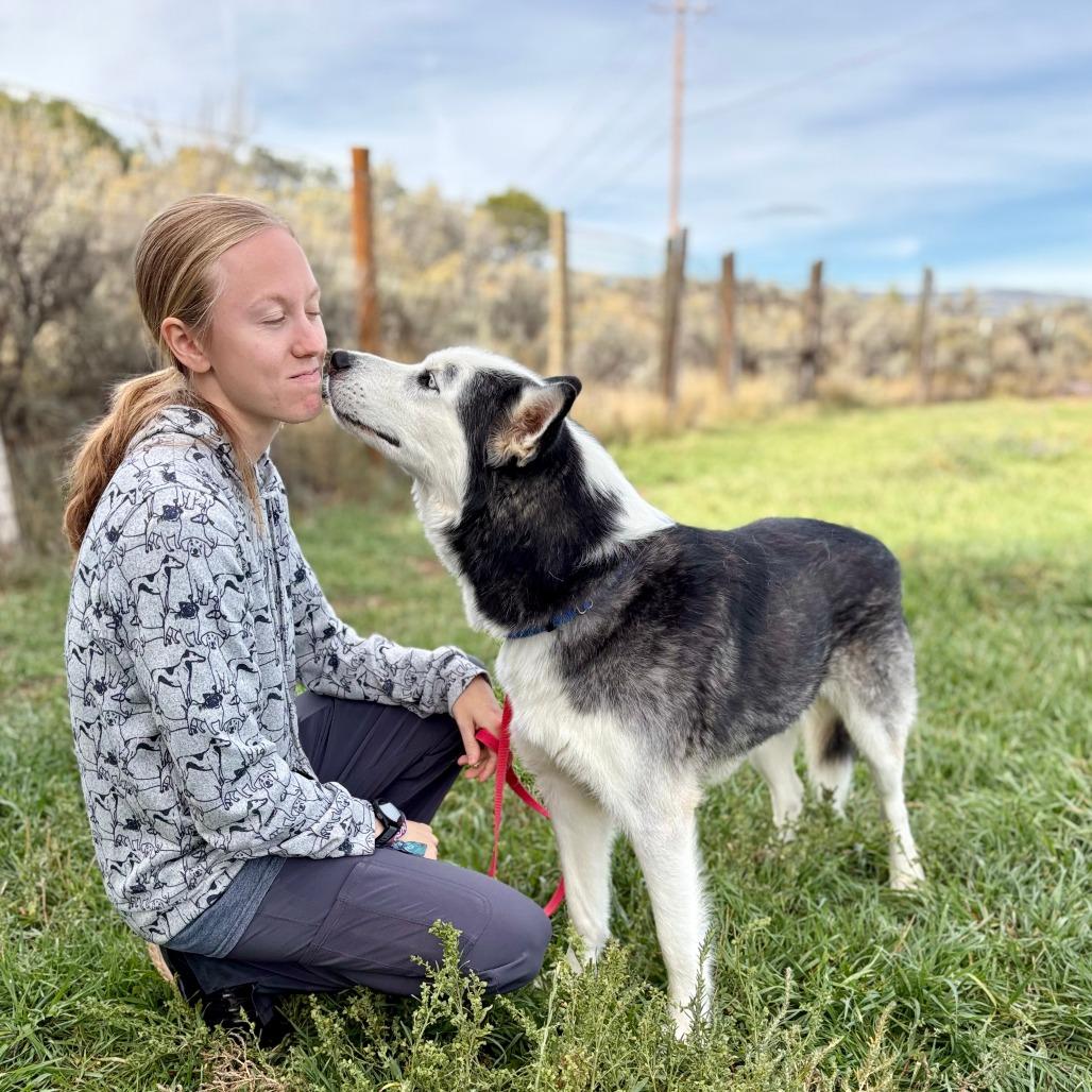 Enlarge Titan, a Adoptable Husky in Glenwood Springs, CO image 2/3