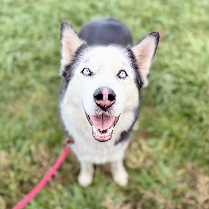 Enlarge Titan, a Adoptable Husky in Glenwood Springs, CO image 3/3