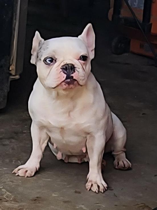 Icey, Adoptable, Adult Female French Bulldog.