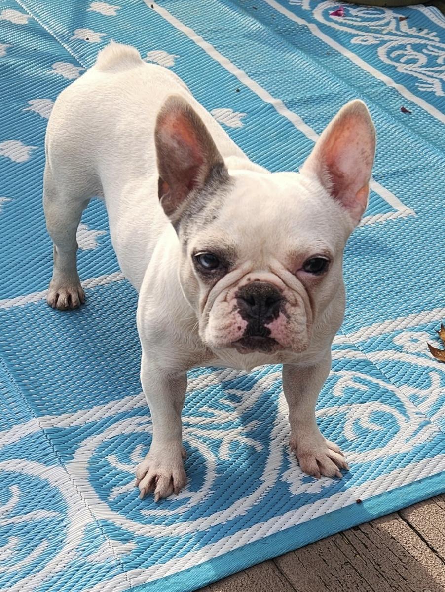 Icey, a Adoptable French Bulldog in Zanesville, OH image 2/3