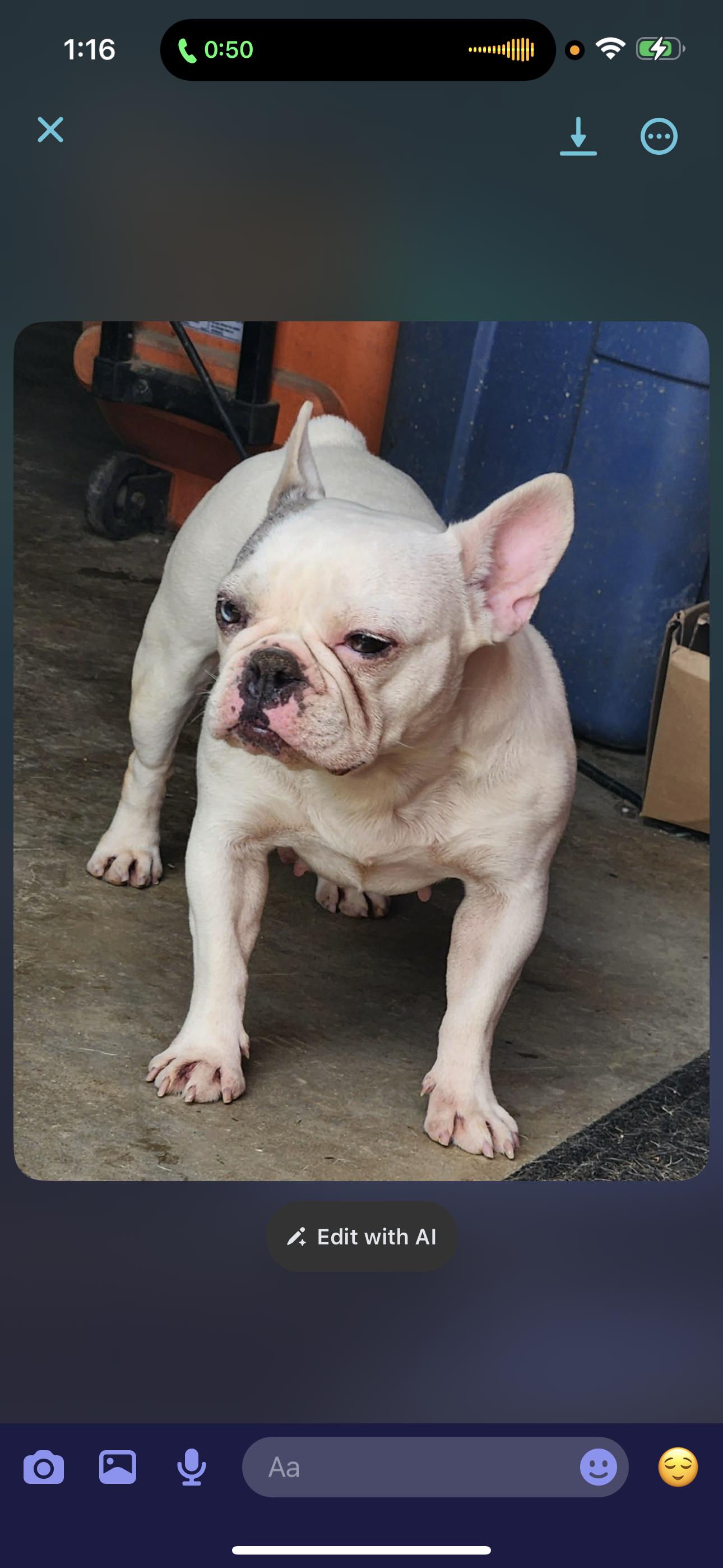 Icey, a Adoptable French Bulldog in Zanesville, OH image 3/3