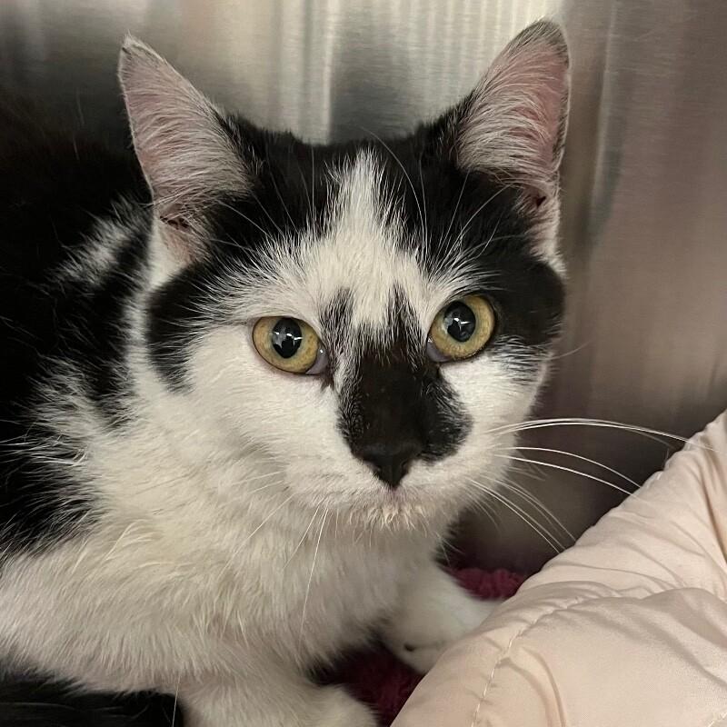 Dixie, Adoptable, Young Female Domestic Short Hair.