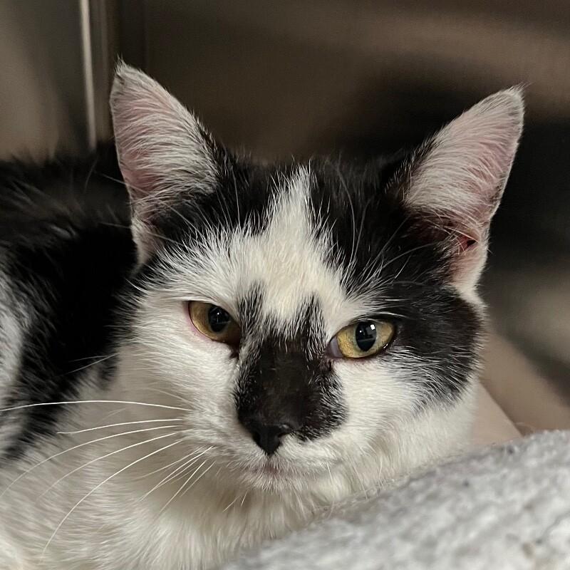 Enlarge Dixie, a Adoptable Domestic Short Hair in Yankton, SD image 2/2