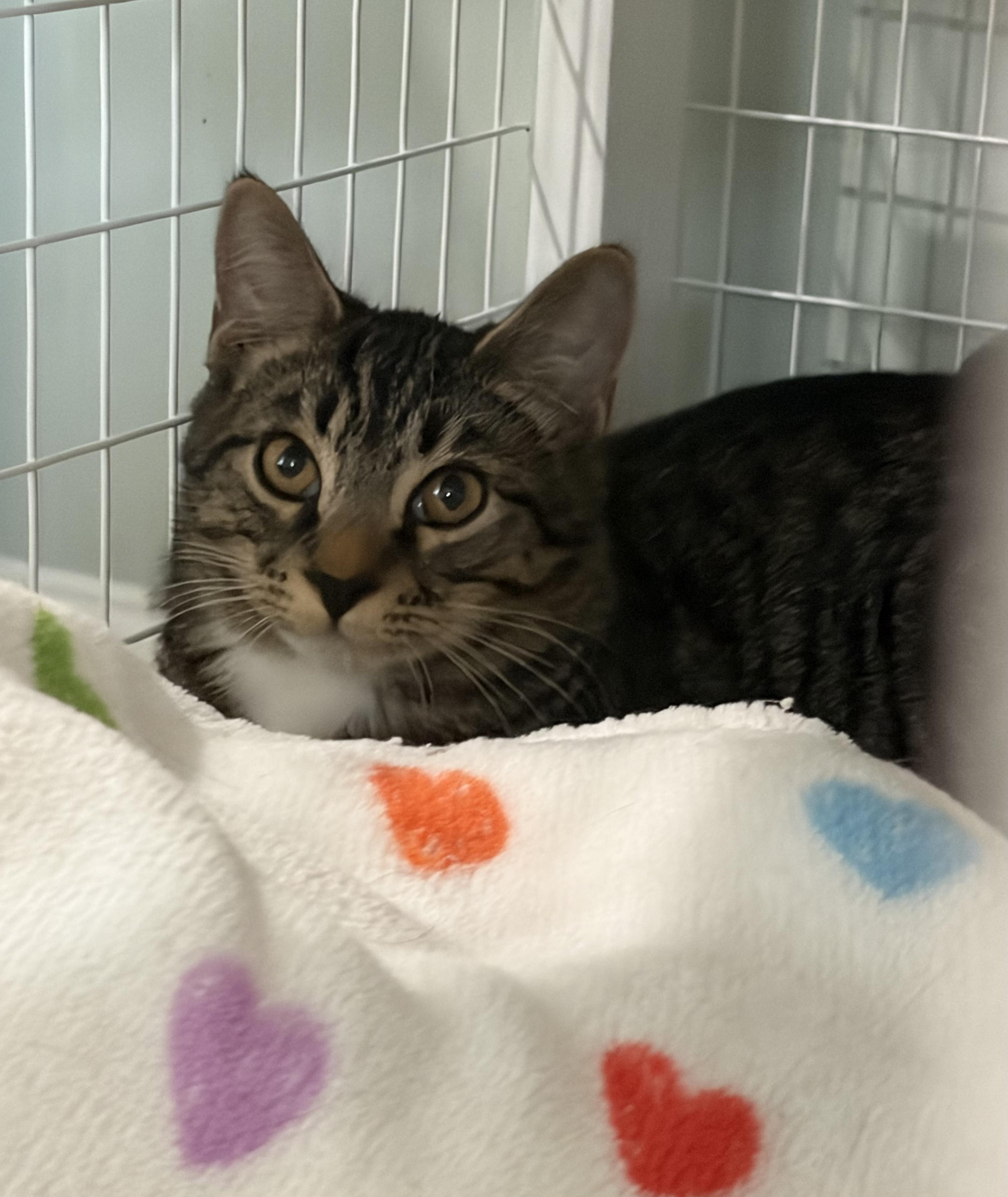 Rain, Adoptable, Kitten Male Domestic Short Hair.