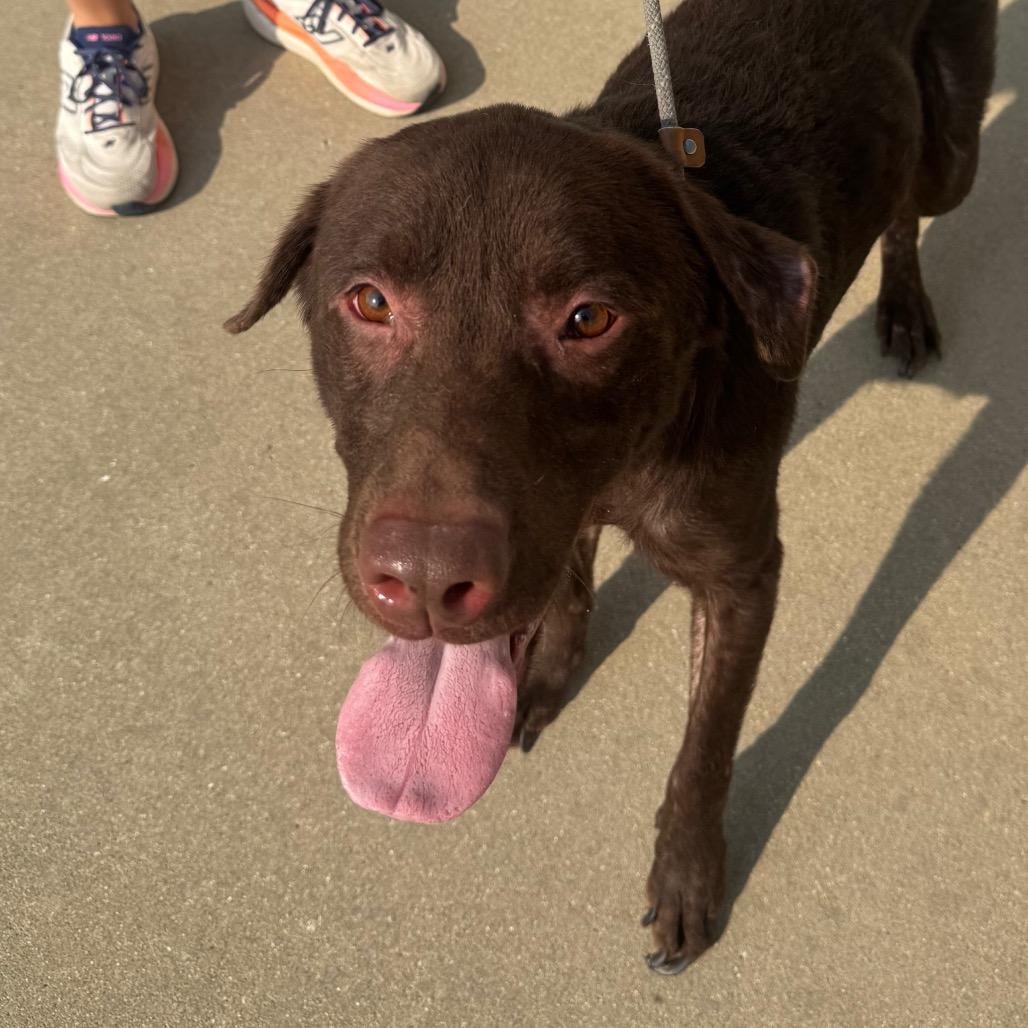 Teddy, Adoptable, Adult Male Chocolate Labrador Retriever.