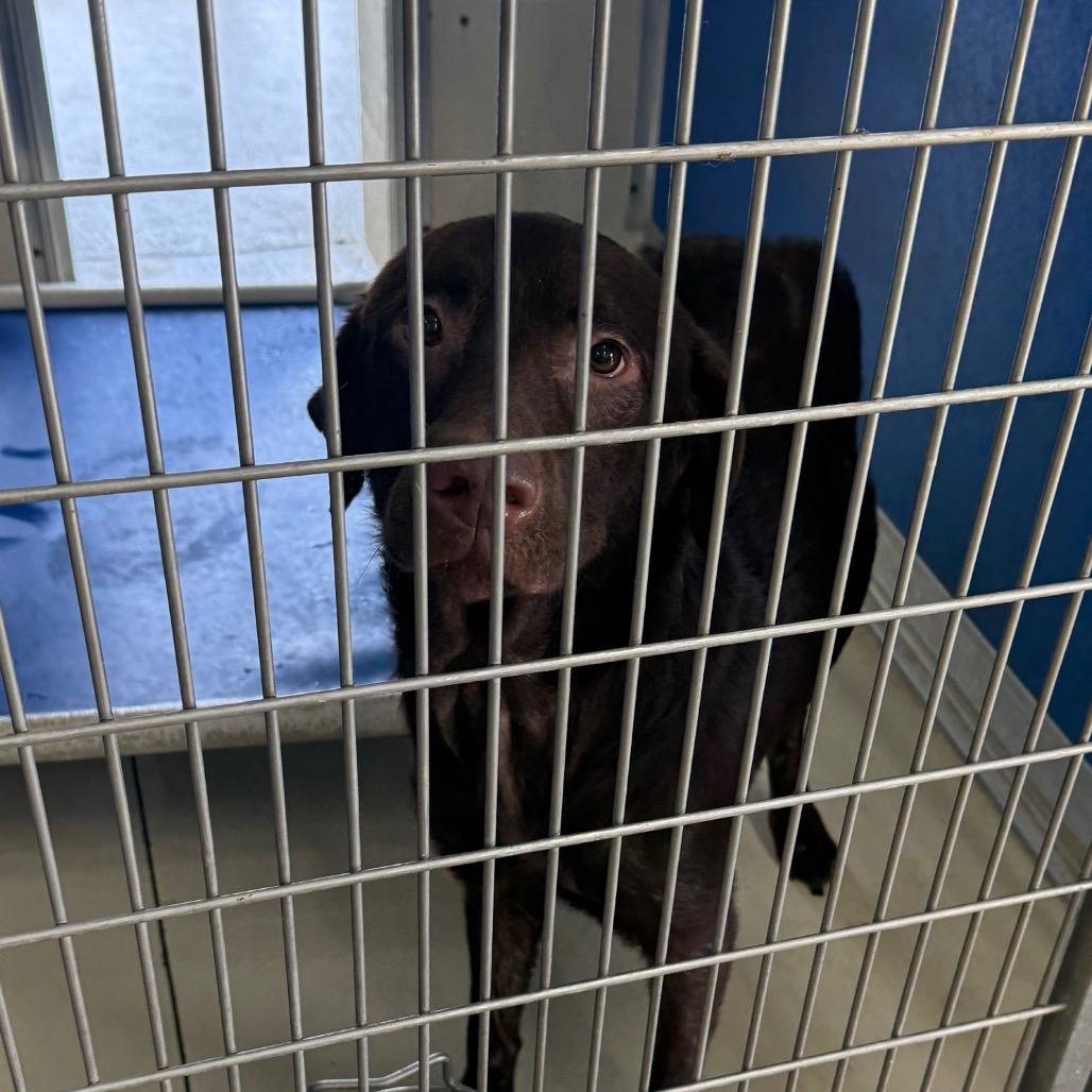 Enlarge Teddy, a Adoptable Chocolate Labrador Retriever in Shelbyville, IL image 2/2