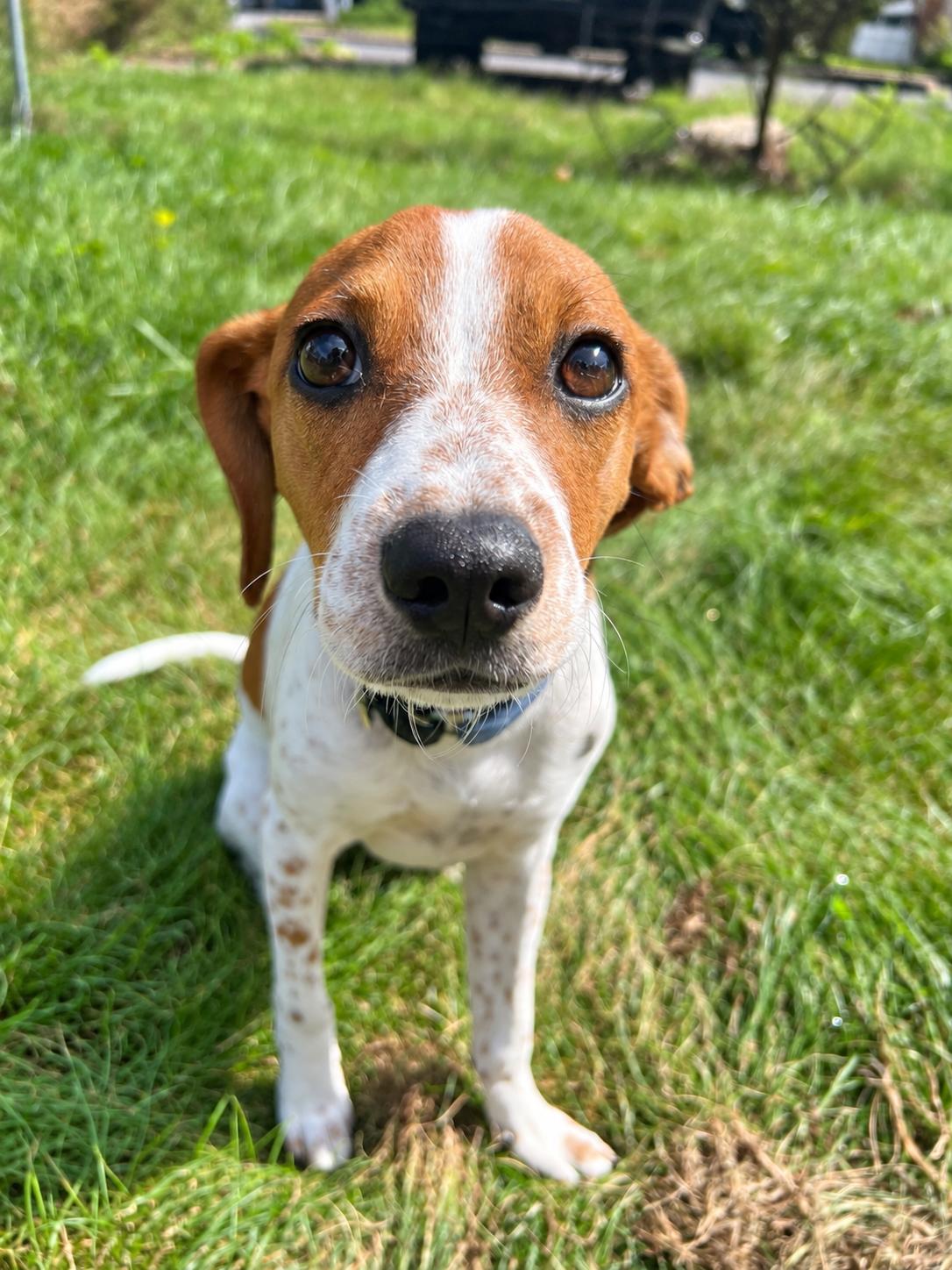 Enlarge SCOOBY, a Adopted mixed breed in Dumont, NJ image 2/5