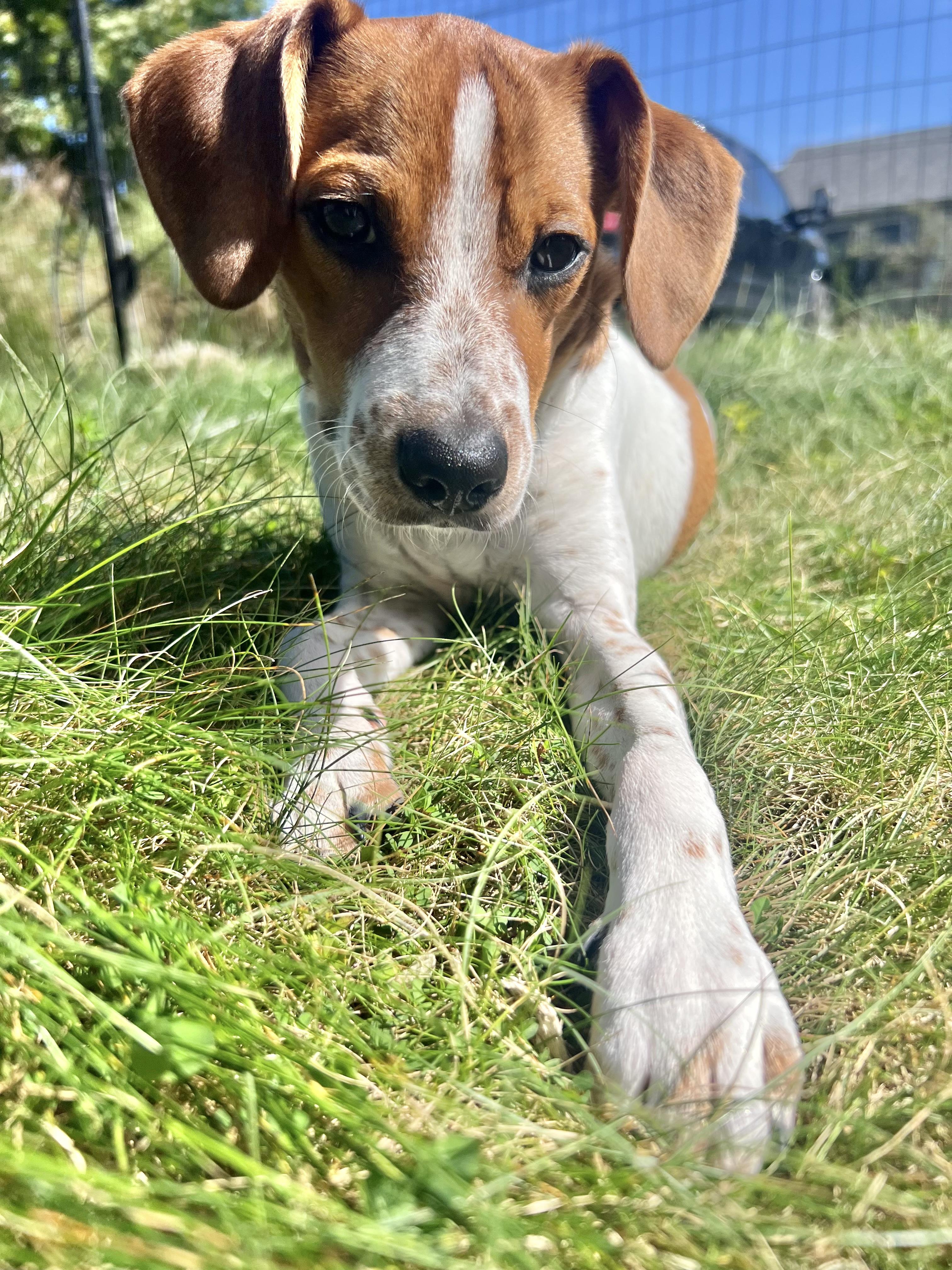 SCOOBY, Adopted, Puppy Male Terrier & Mixed Breed.