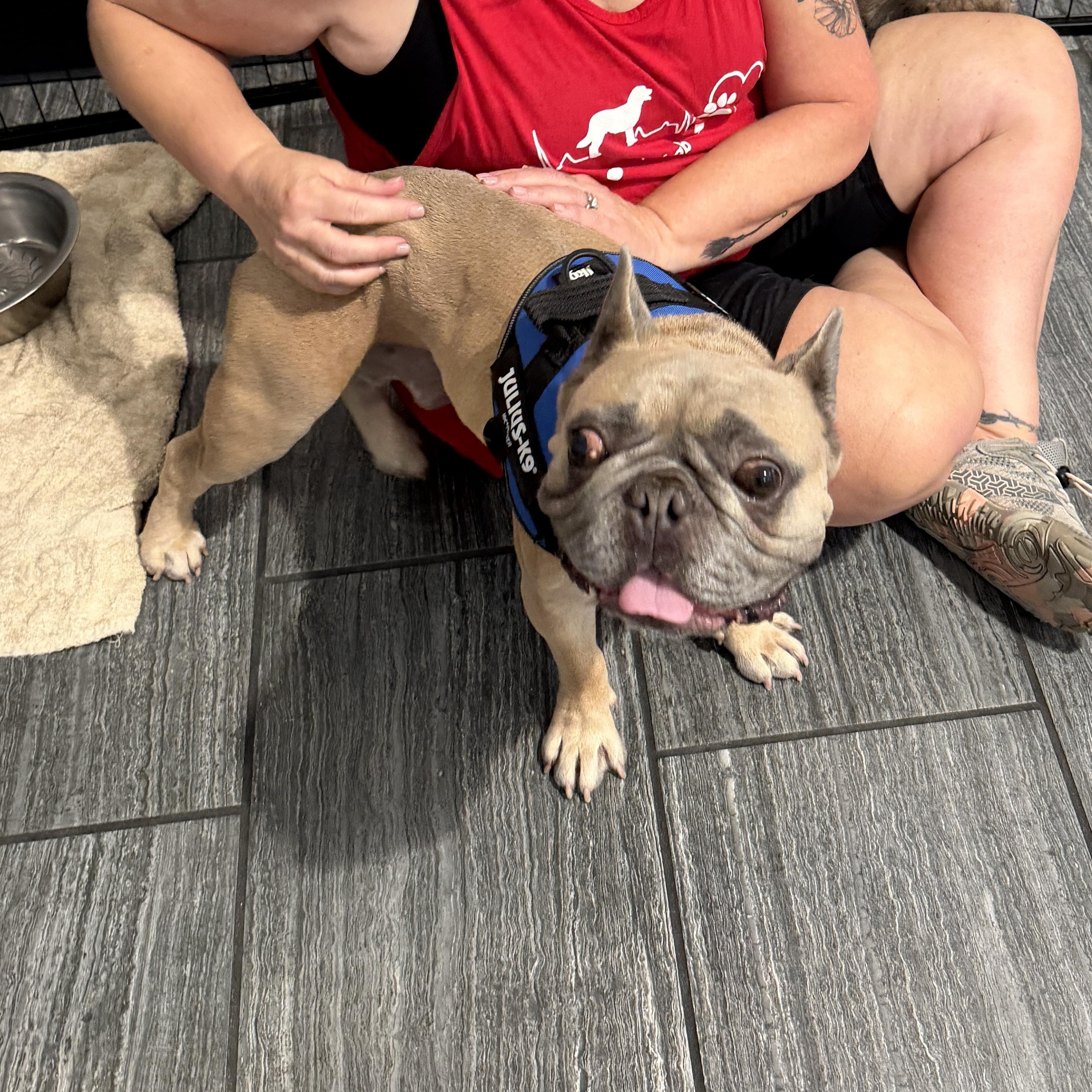 Enlarge Scooby, a ADOPTABLE French Bulldog in LEHIGH ACRES, FL image 4/4