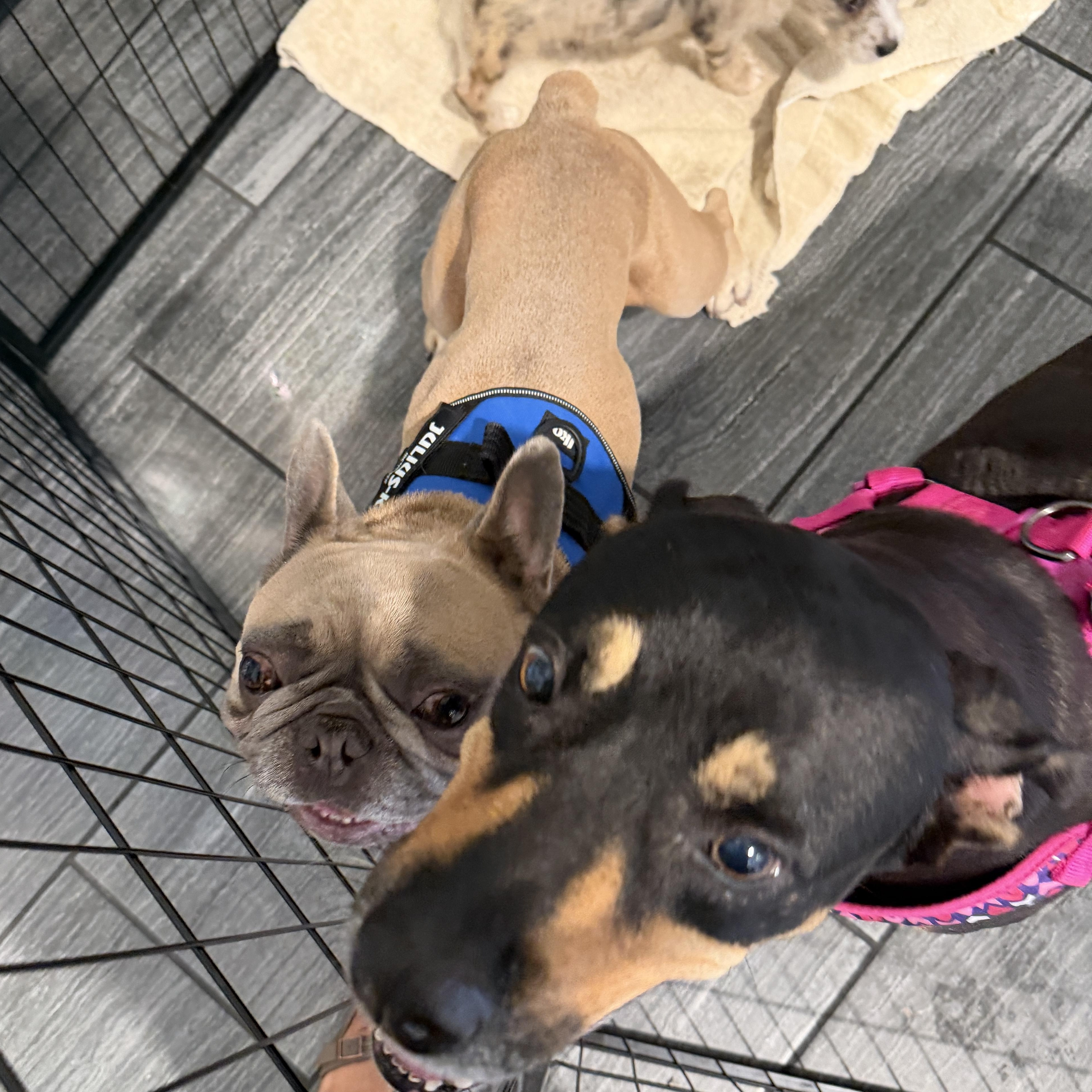 Enlarge Scooby, a ADOPTABLE French Bulldog in LEHIGH ACRES, FL image 2/4