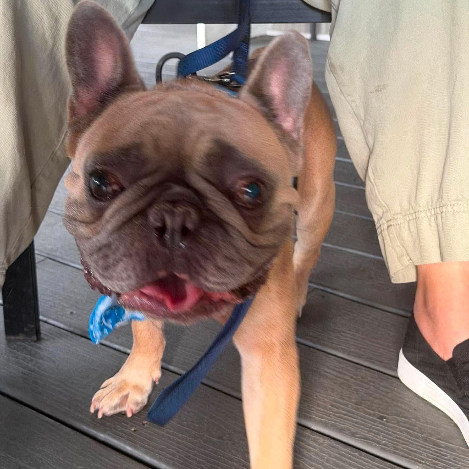Scooby, ADOPTABLE, Adult Male French Bulldog.