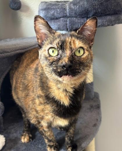 Jelly Kitters 148-26, Adoptable, Senior Female Domestic Short Hair & Domestic Short Hair.