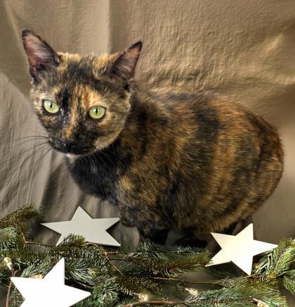 Enlarge Jelly Kitters 148-26, a Adoptable mixed breed in Cumming, GA image 2/3