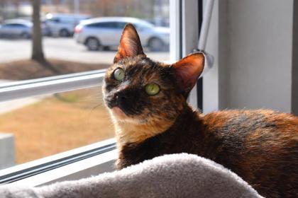 Enlarge Jelly Kitters 148-26, a Adoptable mixed breed in Cumming, GA image 3/3