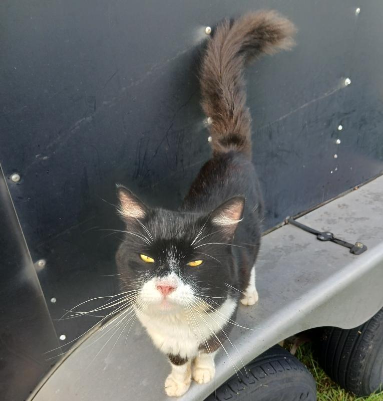 Kenny - Foster needed (or adopter), a Adopted American Shorthair in Avon Park, FL image 1/2