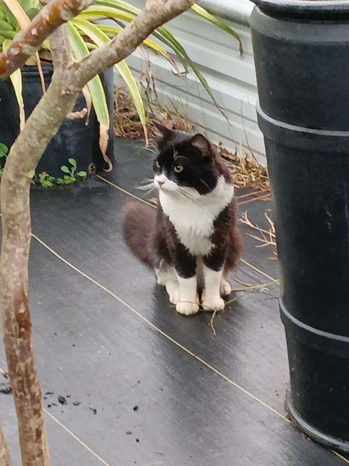 Kenny - Foster needed (or adopter), a Adopted American Shorthair in Avon Park, FL image 2/2