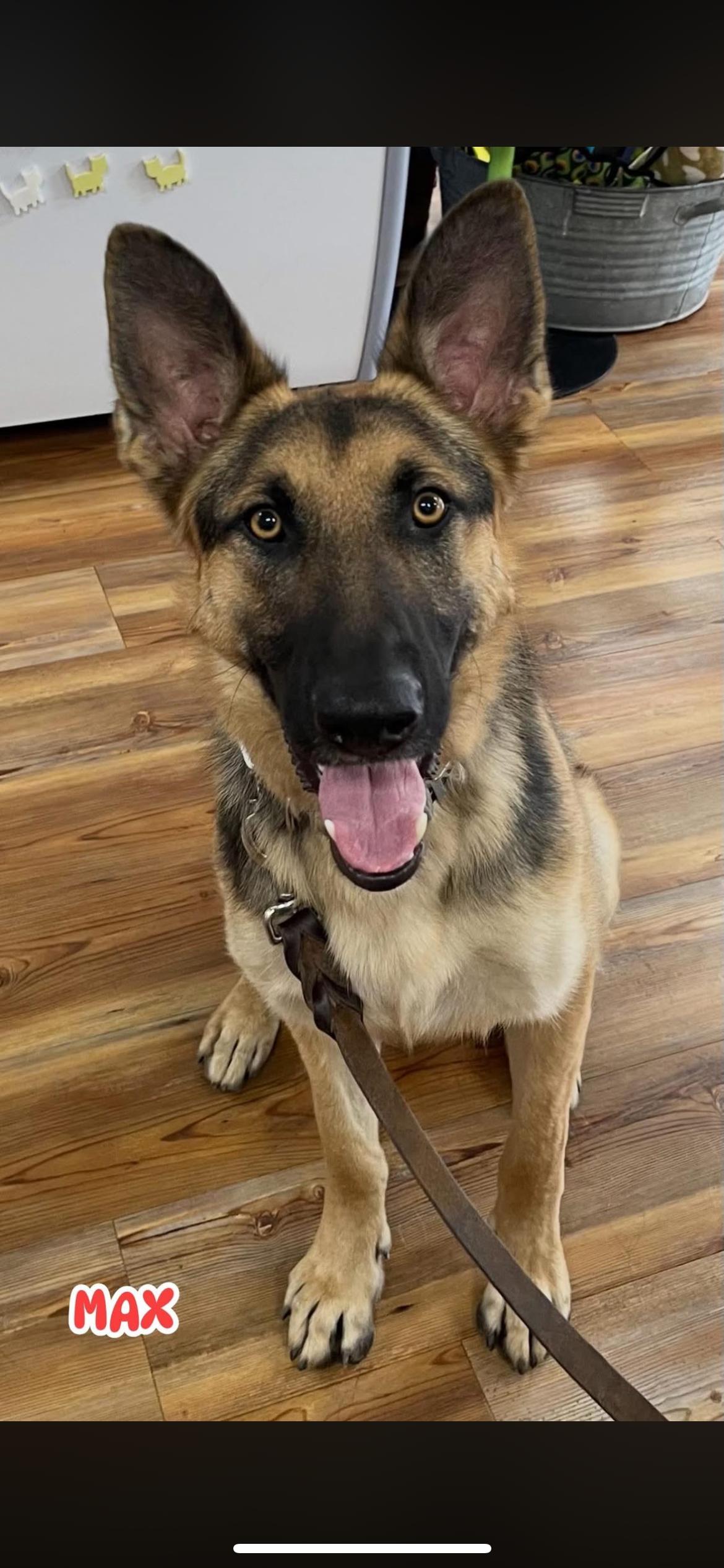 Maximus, a Adoptable German Shepherd Dog in Chicago, IL image 5/6