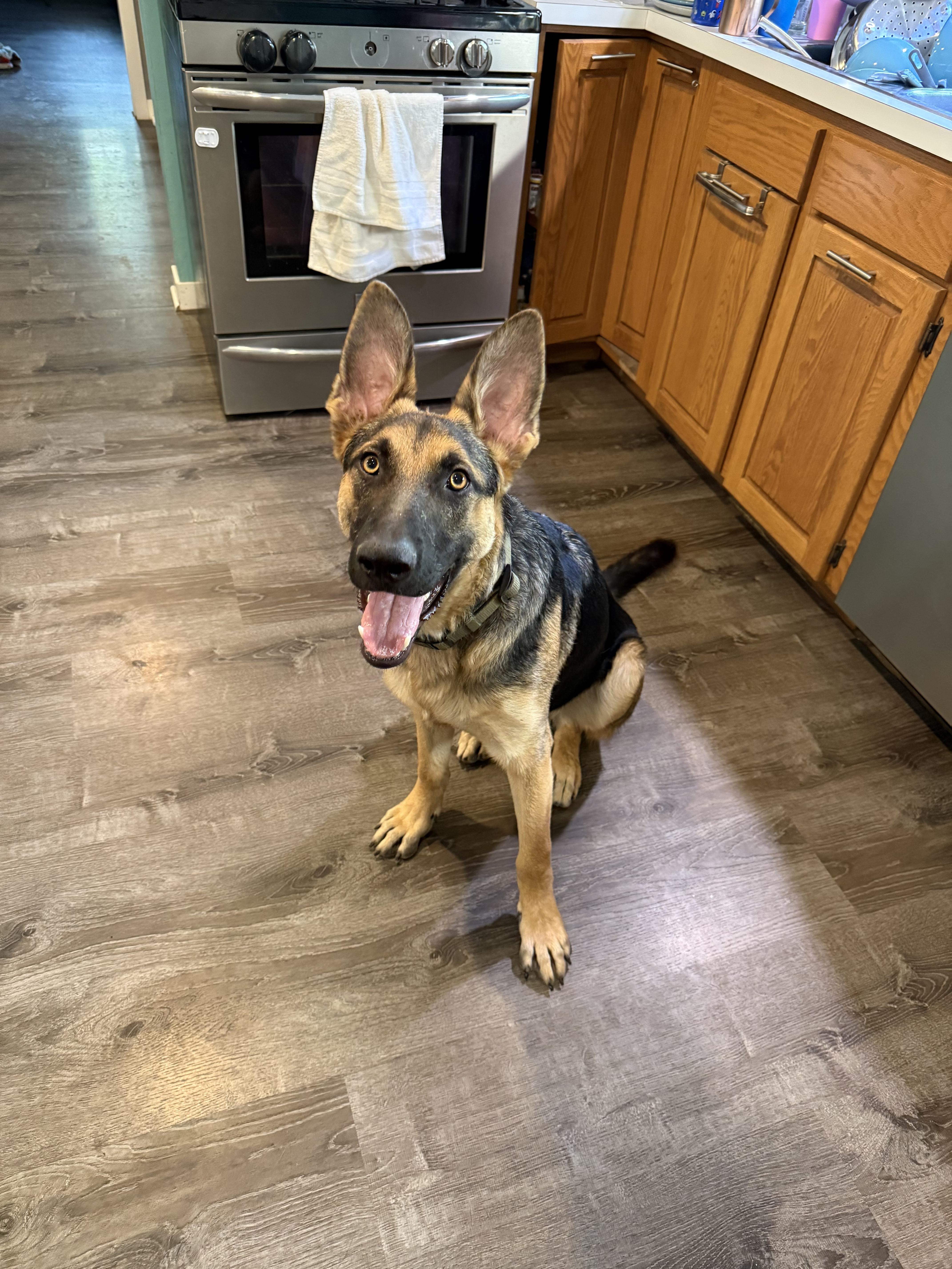 Maximus