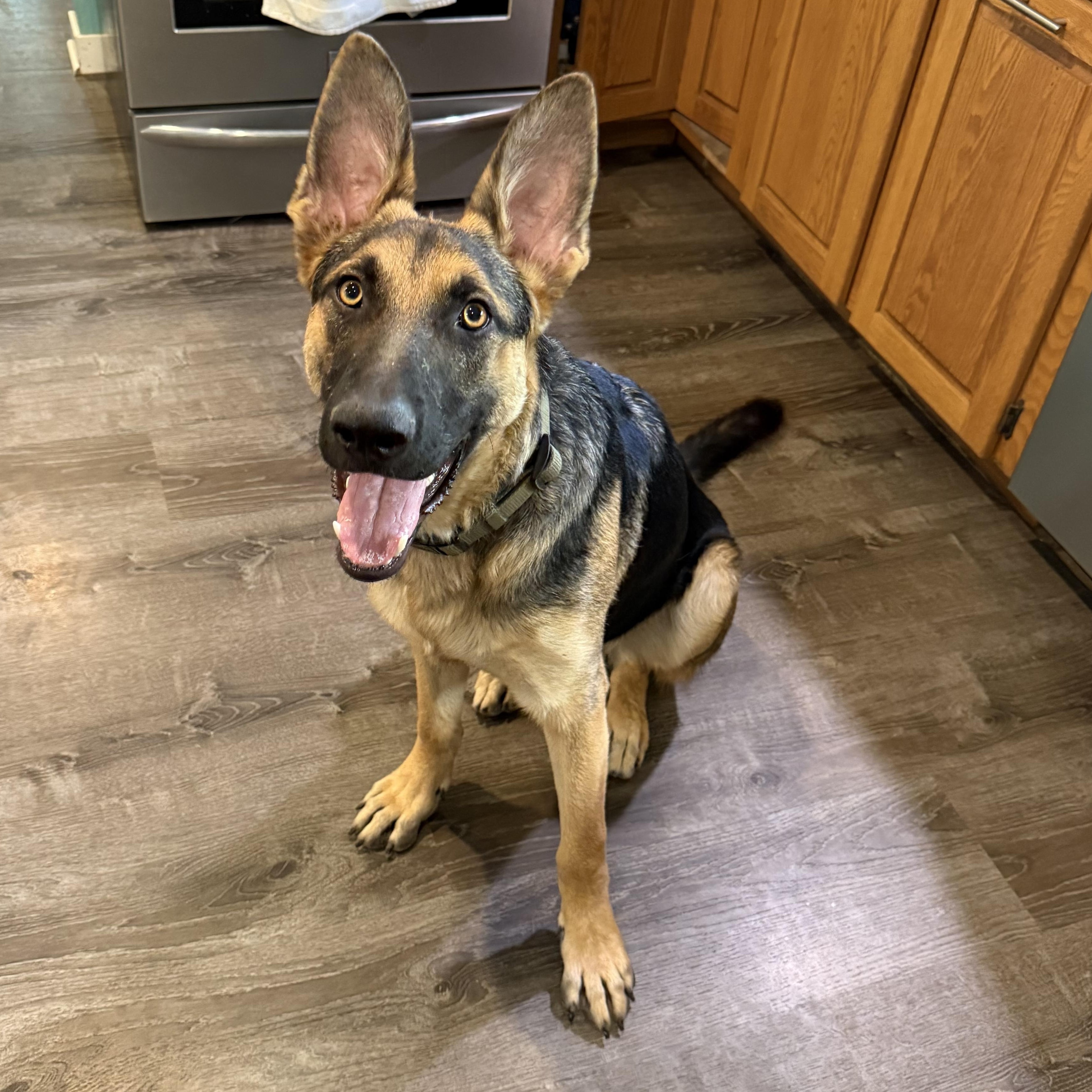 Maximus, a Adoptable German Shepherd Dog in Chicago, IL image 2/5
