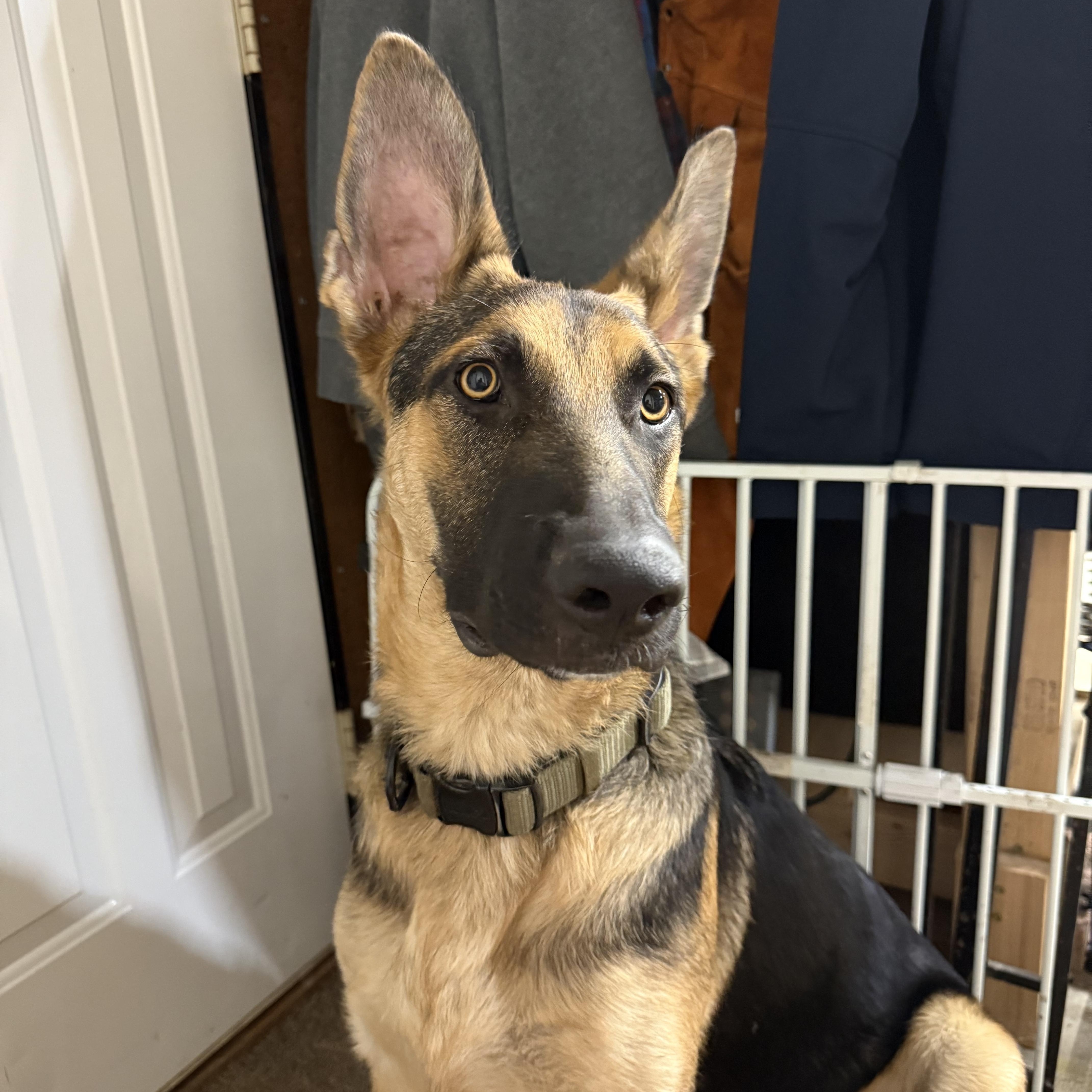 Maximus, a Adoptable German Shepherd Dog in Chicago, IL image 3/5