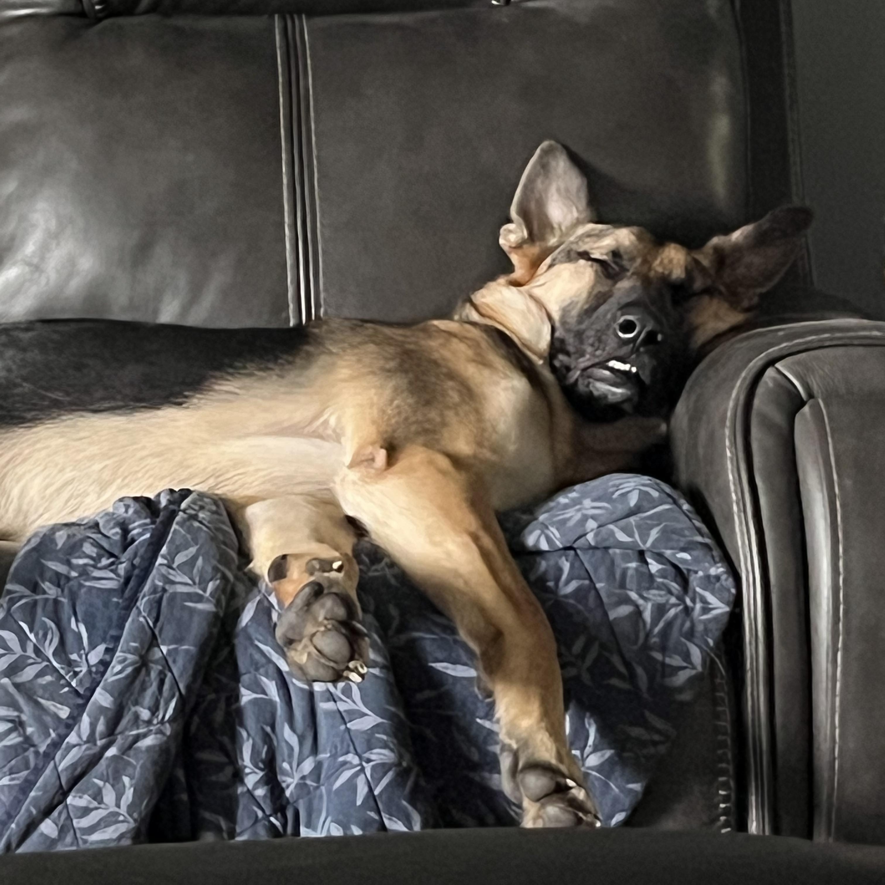 Maximus, a Adoptable German Shepherd Dog in Chicago, IL image 6/6