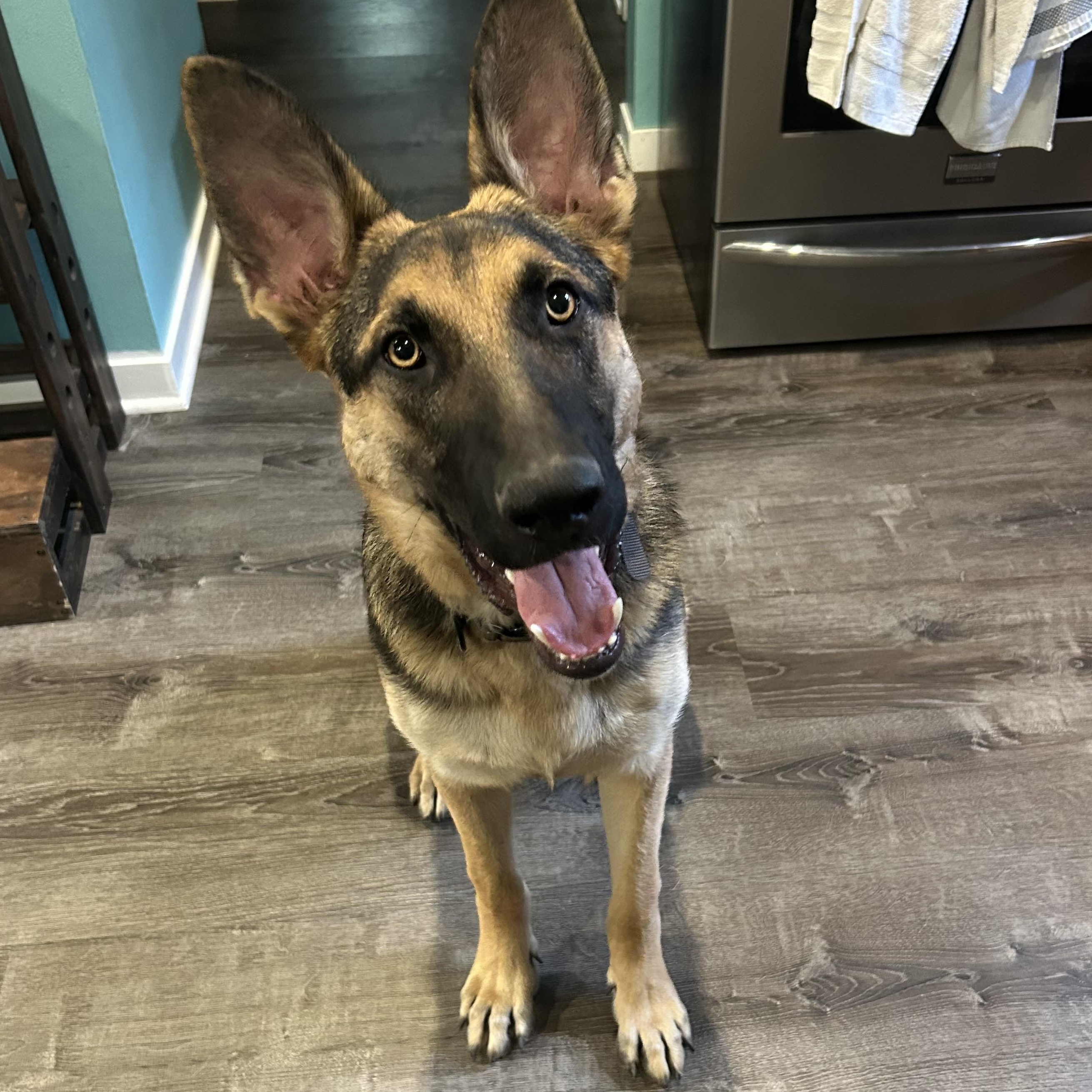 Maximus, a Adoptable German Shepherd Dog in Chicago, IL image 4/5