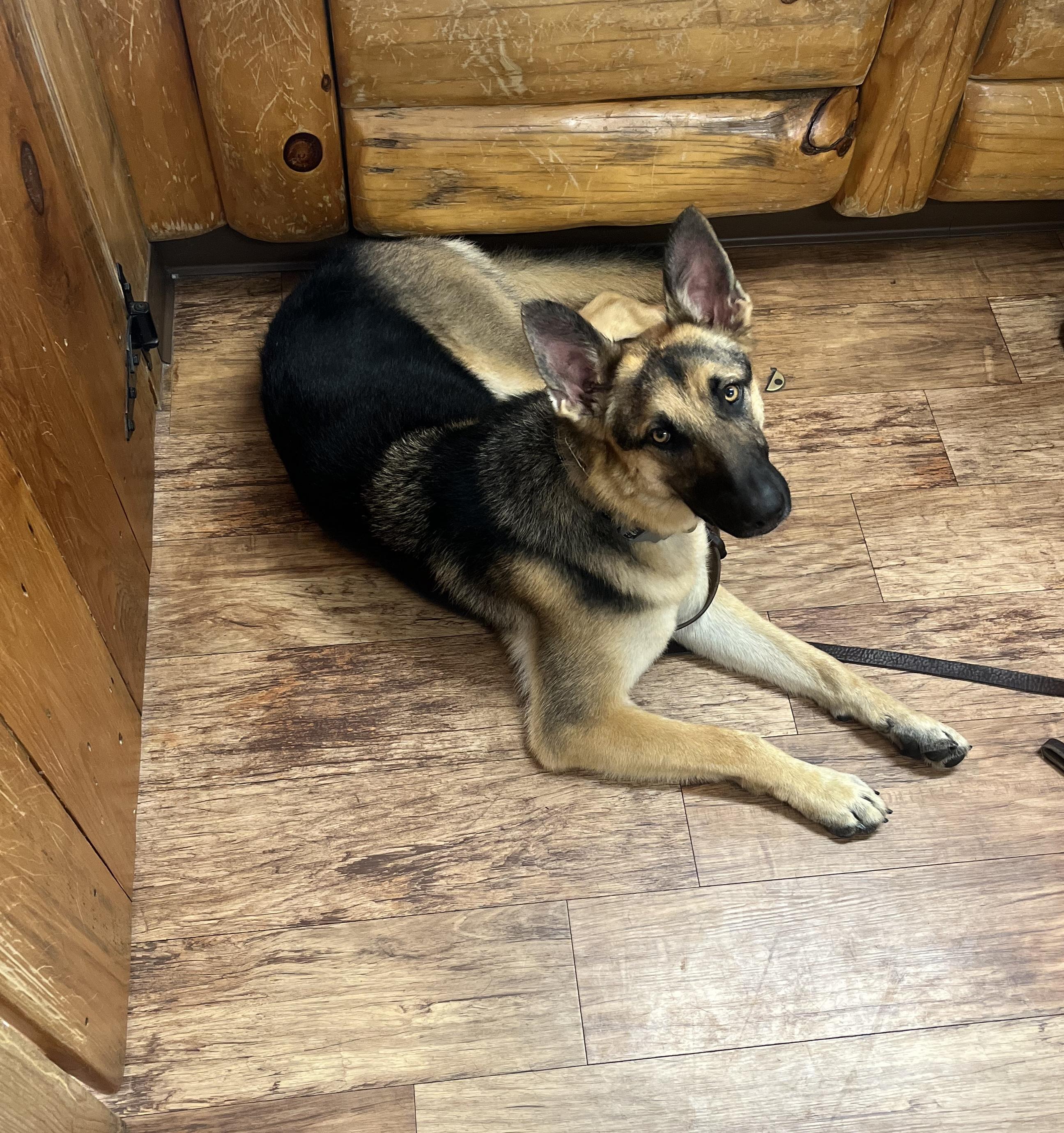 Maximus, a Adoptable German Shepherd Dog in Chicago, IL image 4/6