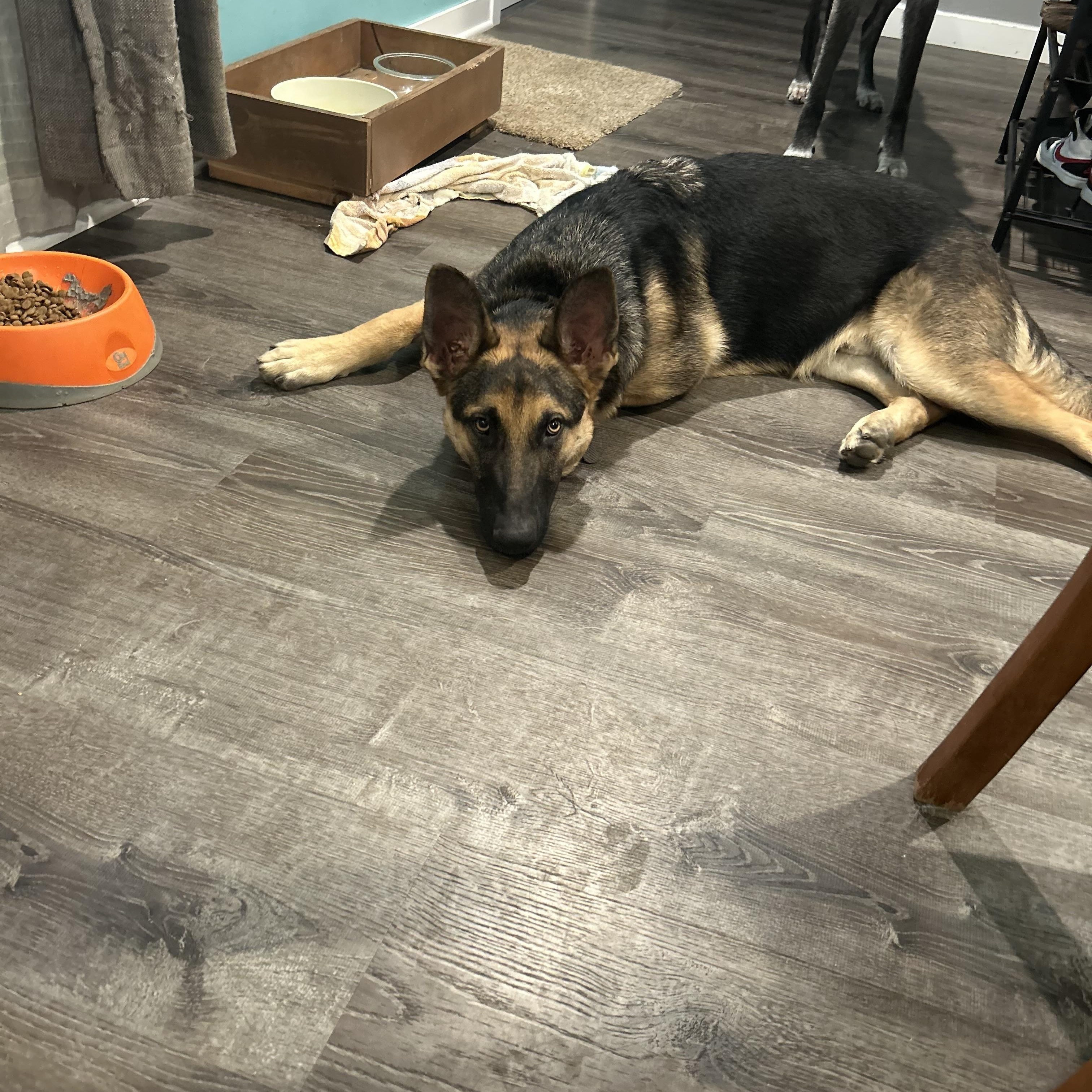 Maximus, a Adoptable German Shepherd Dog in Chicago, IL image 5/5