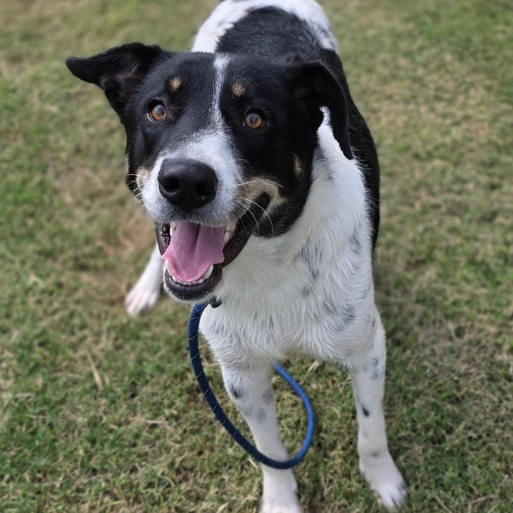 Radford, Adoptable, Adult Male Hound.