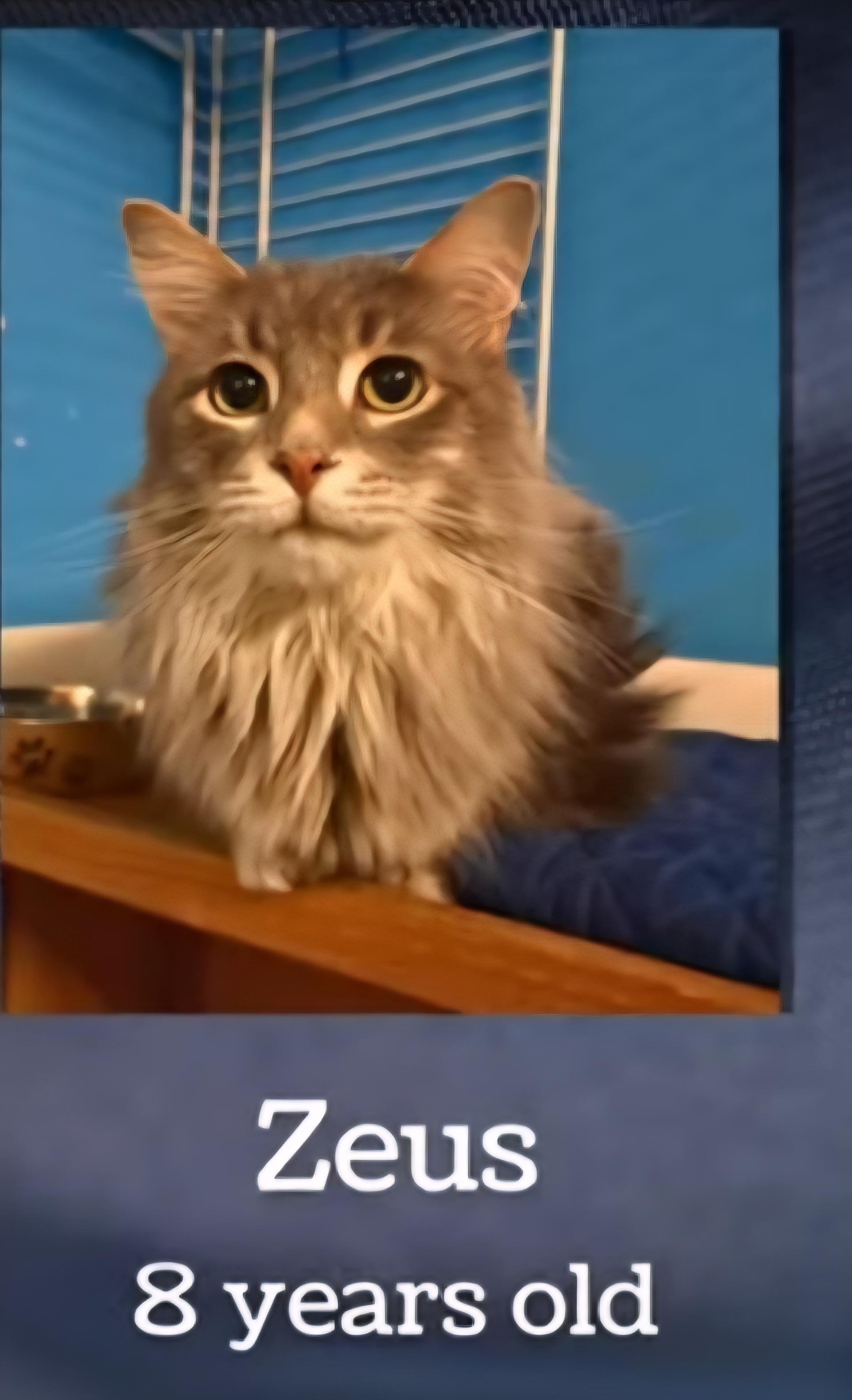 Enlarge Zeus, an adopted Domestic Medium Hair in Monticello, IL image 1/1