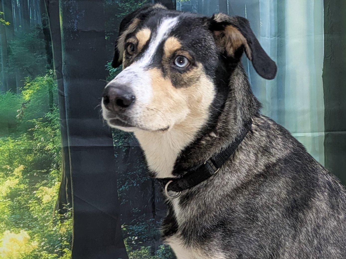 Enlarge Shasta, a Adoptable mixed breed in North Bend, WA image 3/6