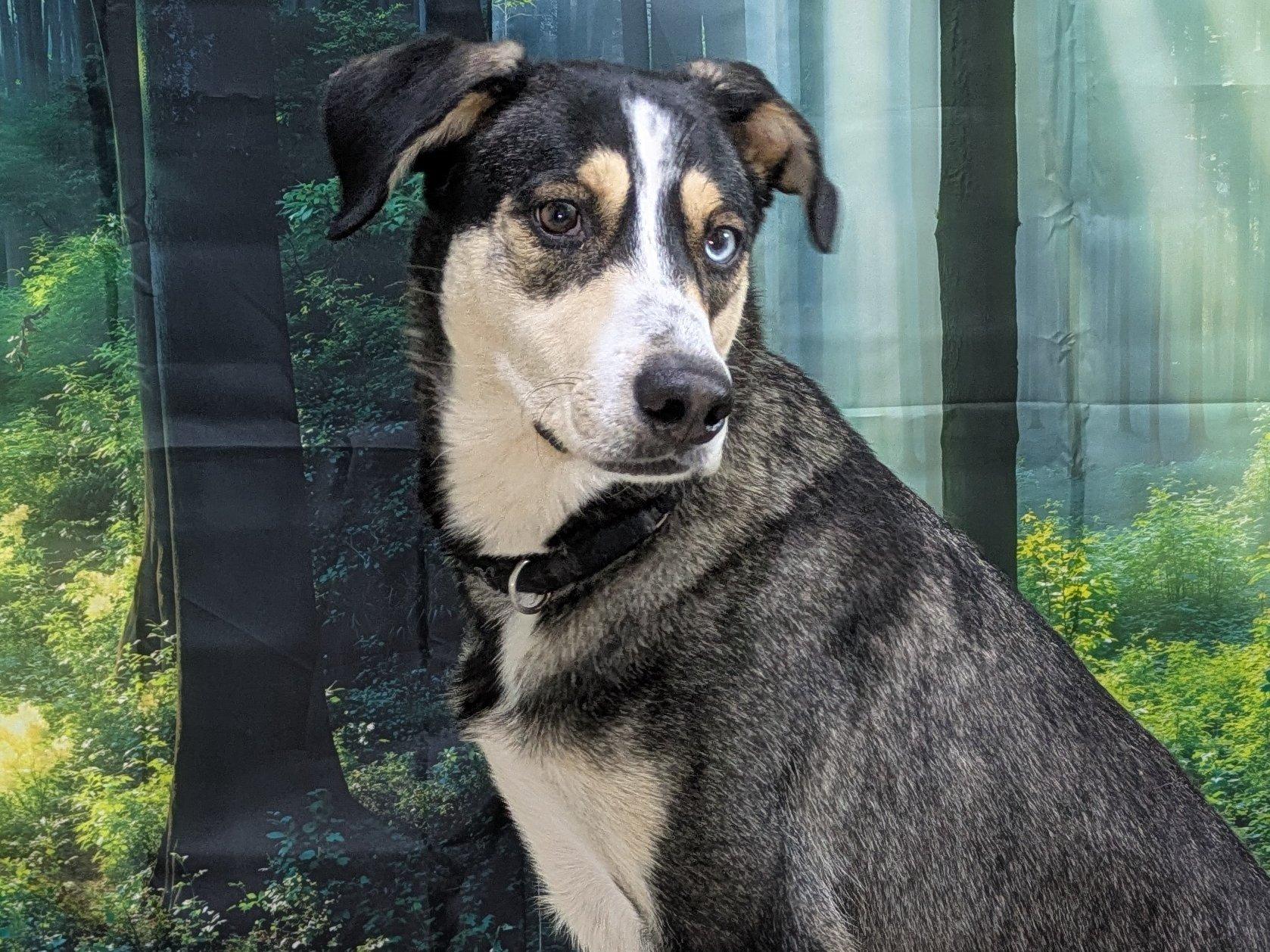 Enlarge Shasta, a Adoptable mixed breed in North Bend, WA image 5/6